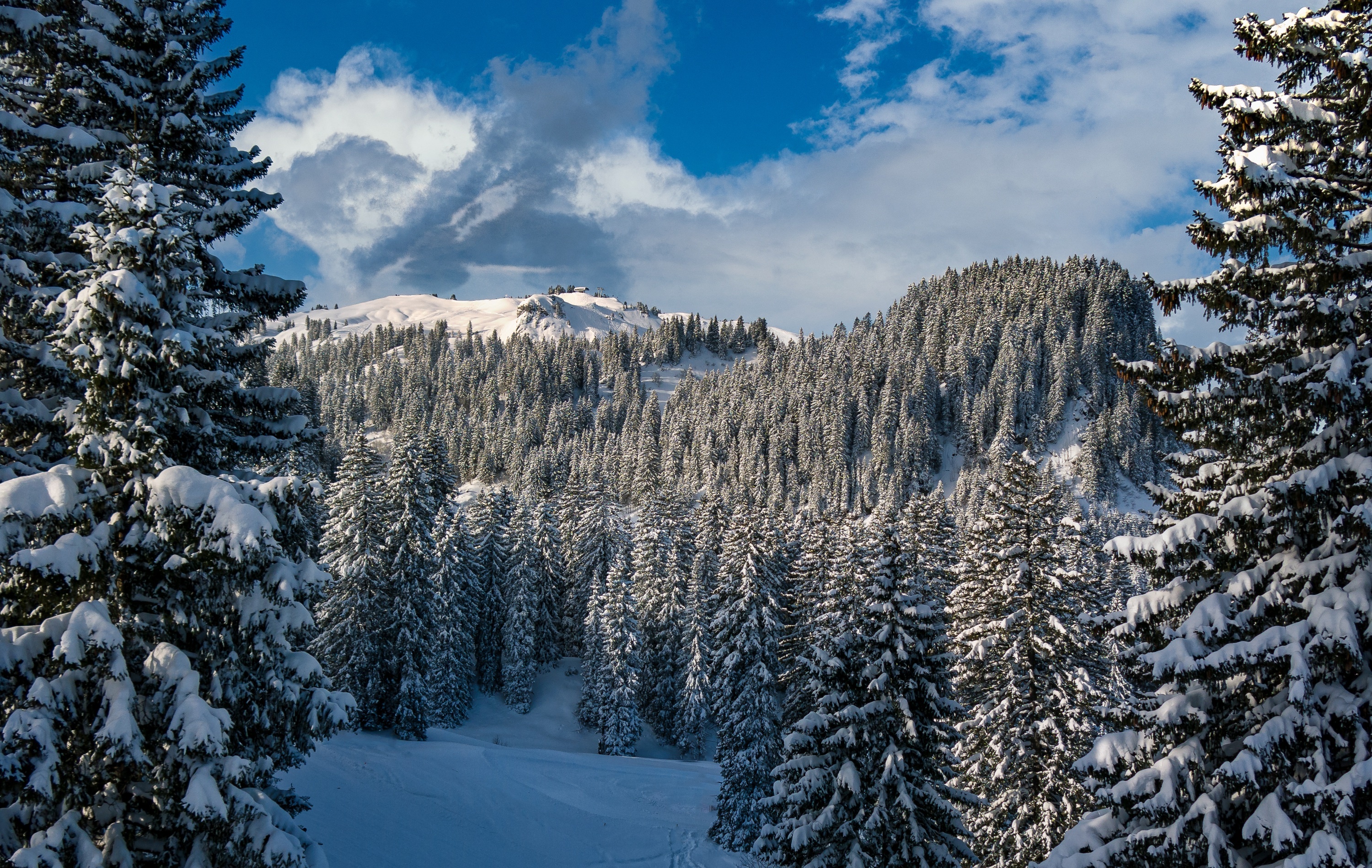Fir tree wallpapers, Nature's splendor, Majestic presence, Serene beauty, 3000x1900 HD Desktop