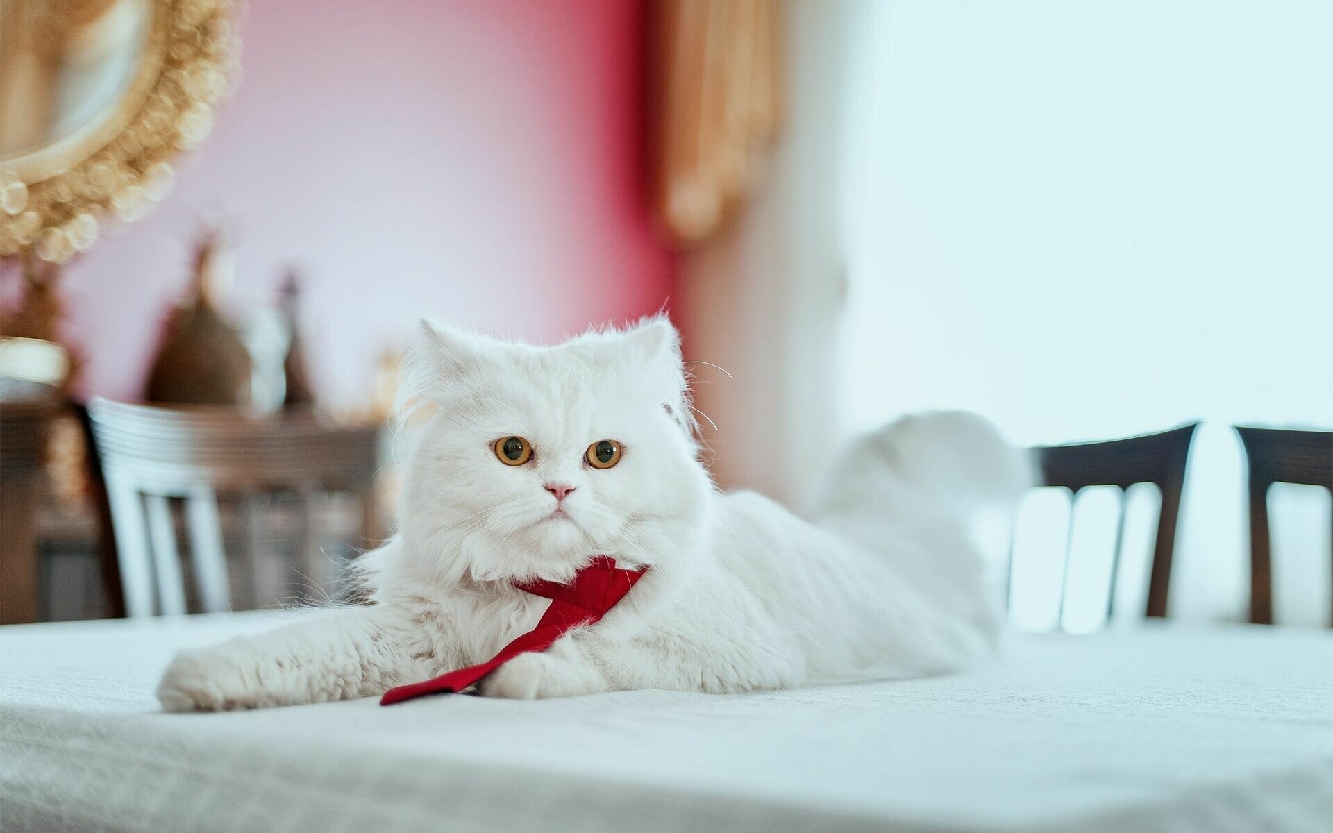 Persian cat HD wallpapers, Stunning cat images, Beautiful feline companion, Perfect for screens, 1920x1200 HD Desktop