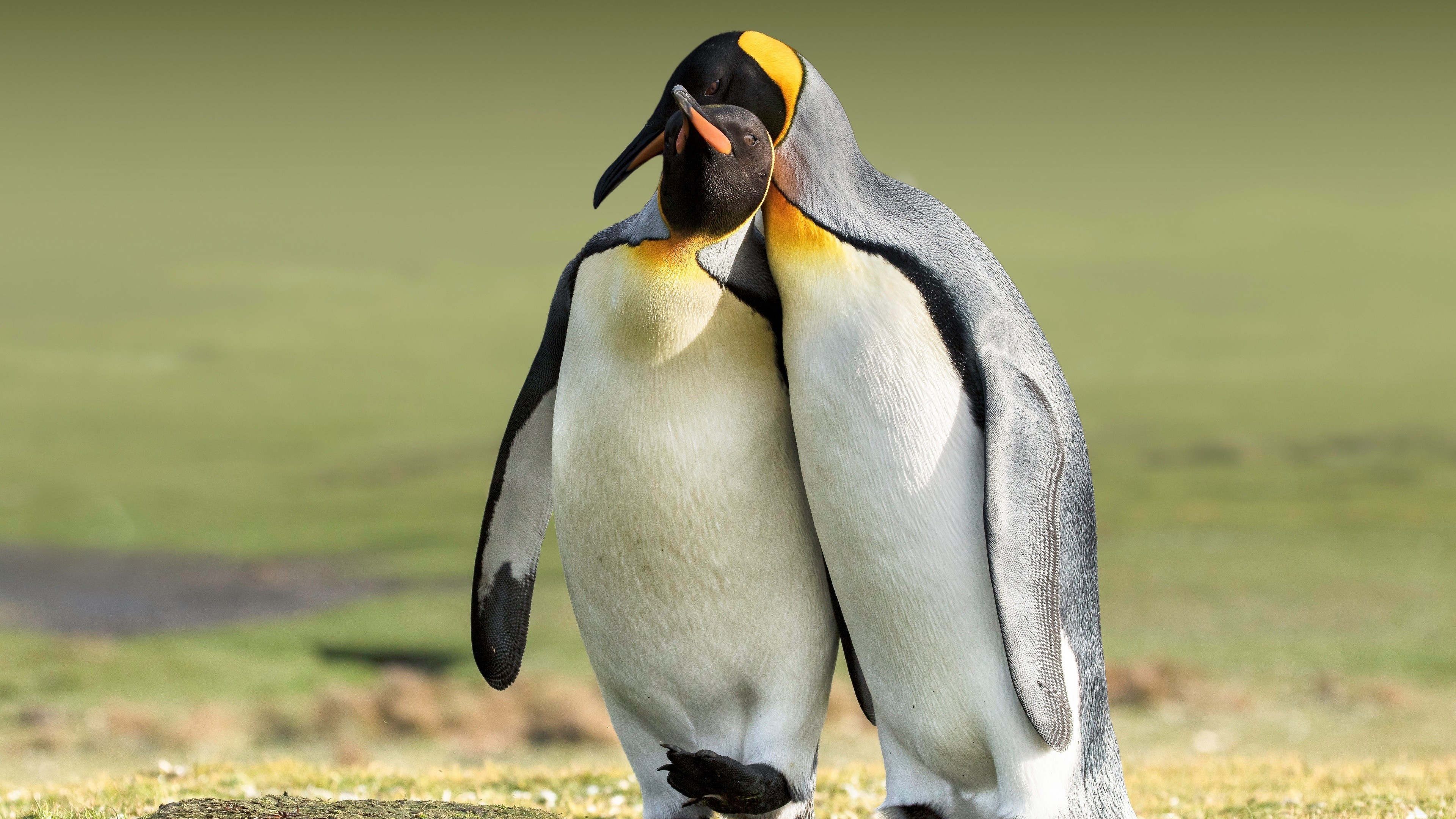 Couple, Penguins Wallpaper, 3840x2160 4K Desktop