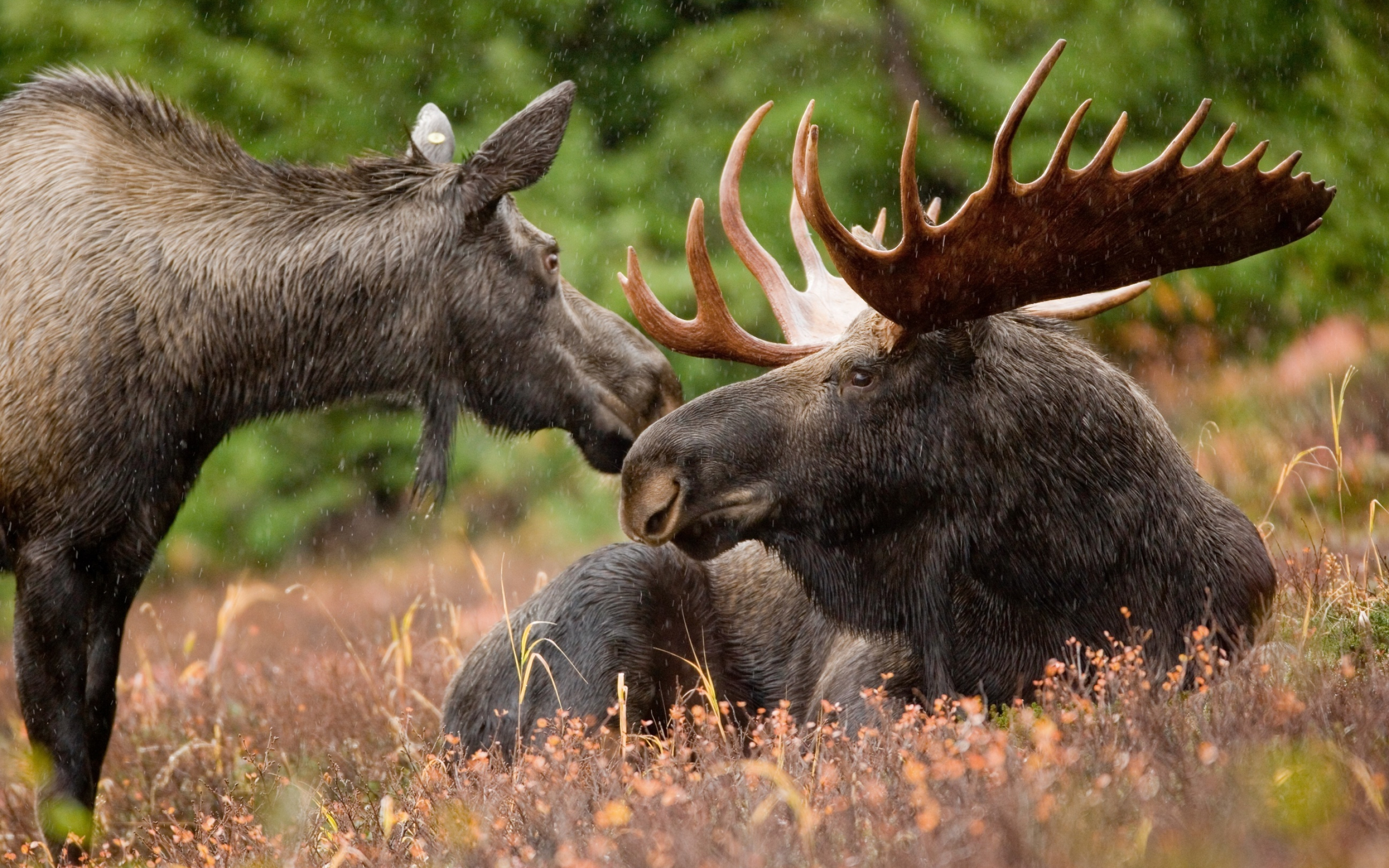 Alaska's moose, Stunning backgrounds, Majestic wildlife, Inspiring imagery, 2880x1800 HD Desktop