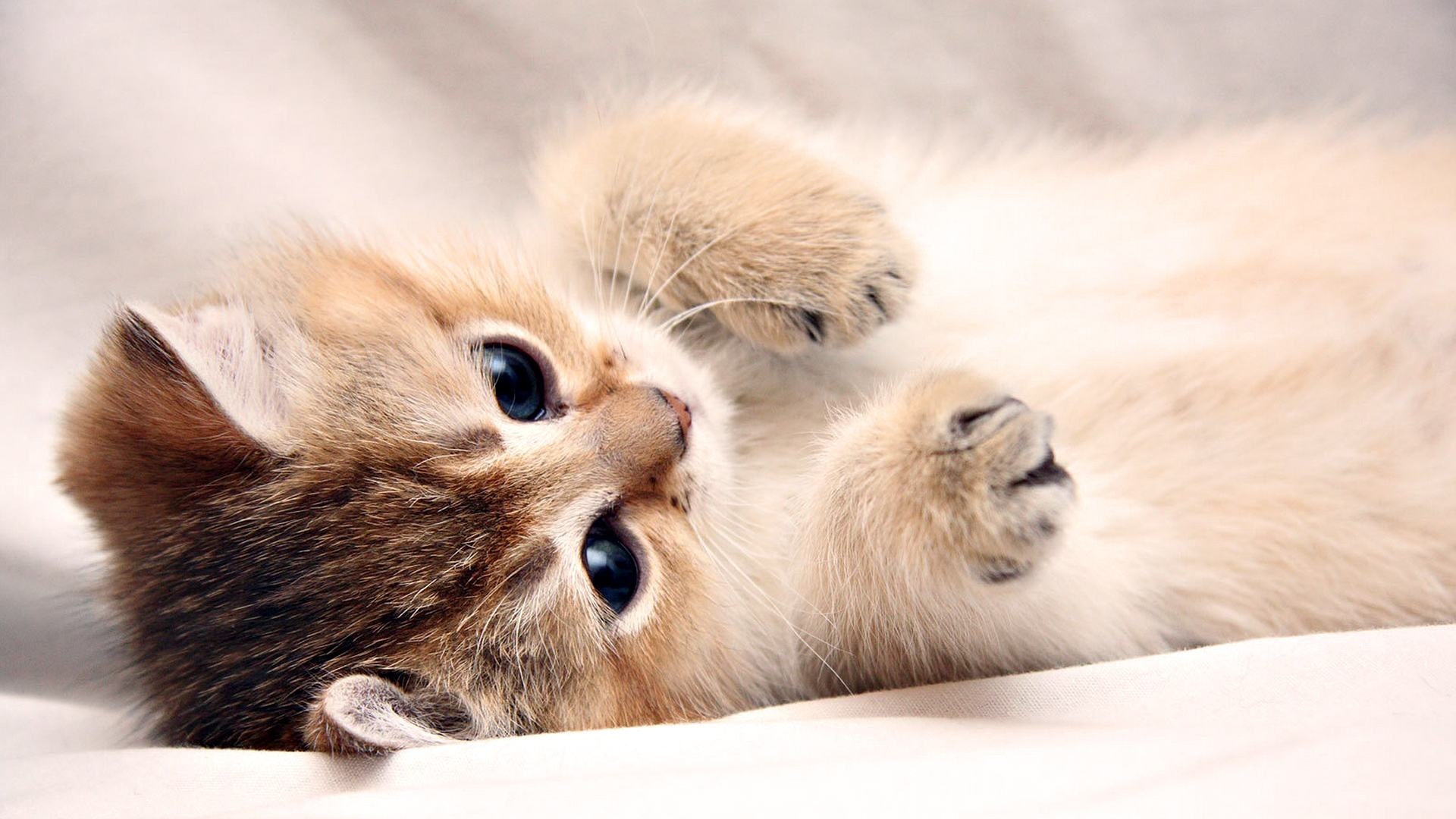 Charming Images, Downloadable, High-Quality, Visual Appeal, 1920x1080 Full HD Desktop