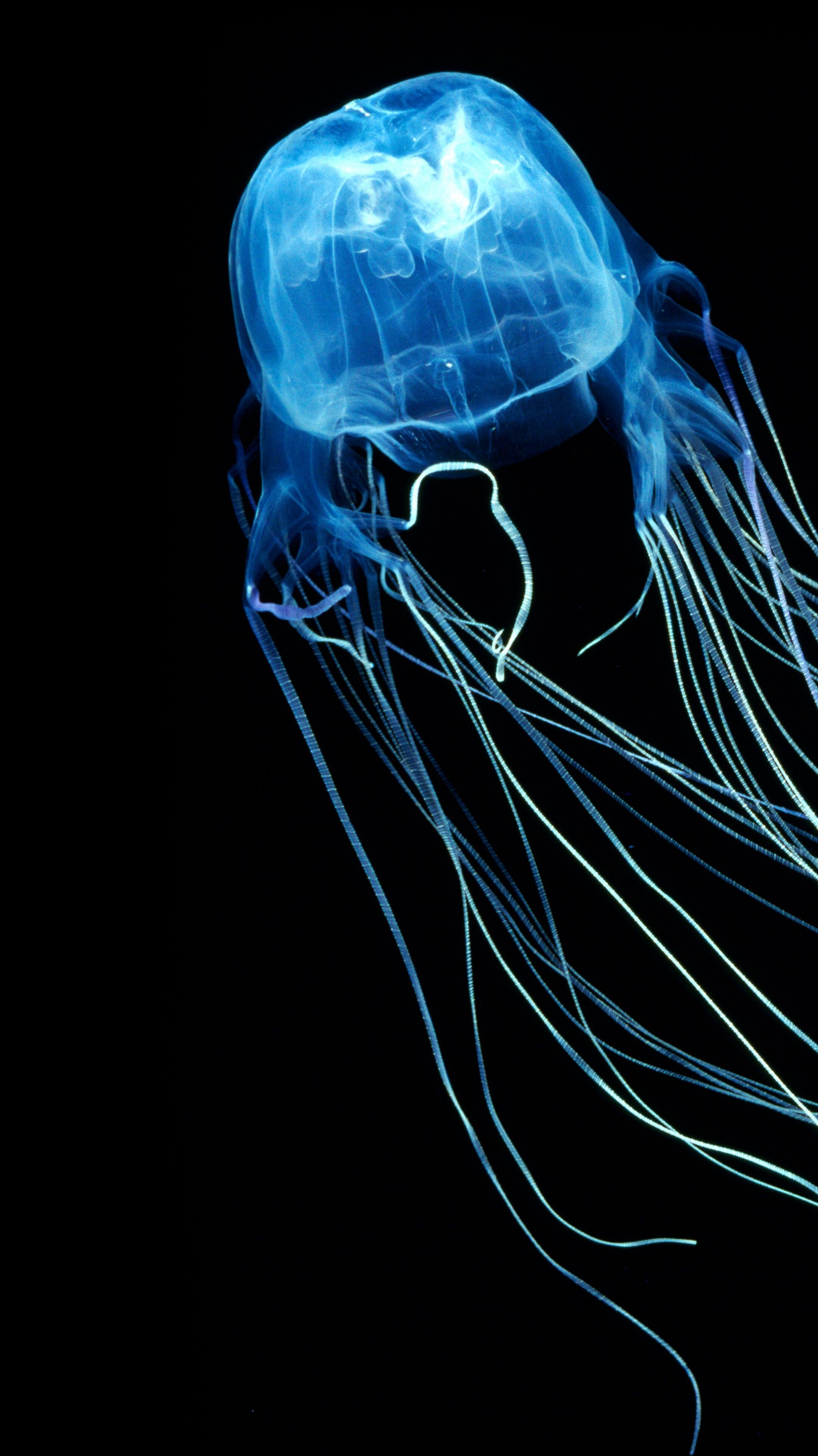 Box jellyfish wallpapers, Glowing allure, Immersive visuals, Captivating beauty, 2160x3840 4K Phone