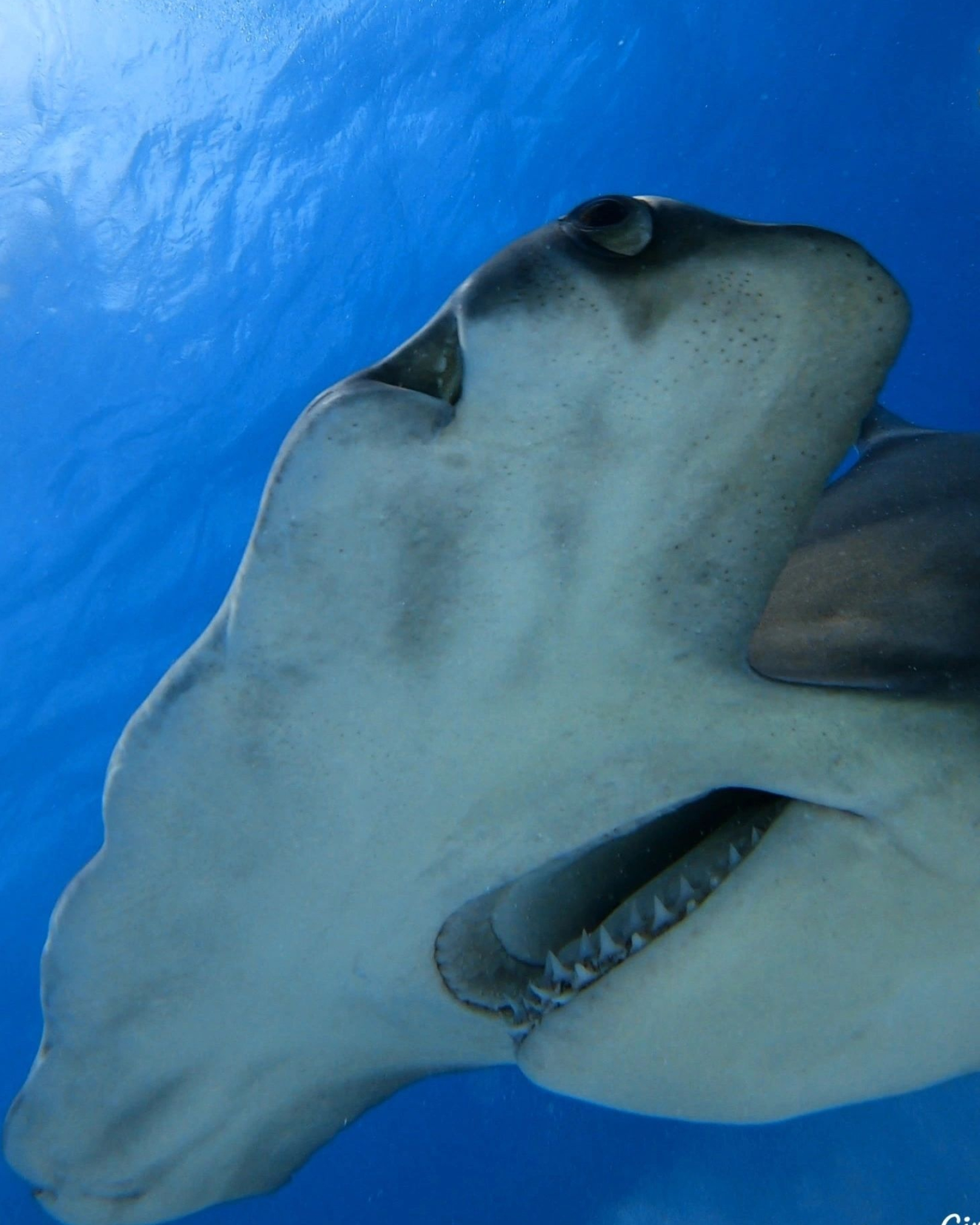 Close-up, Hammerhead Sharks Wallpaper, 1620x2020 HD Phone