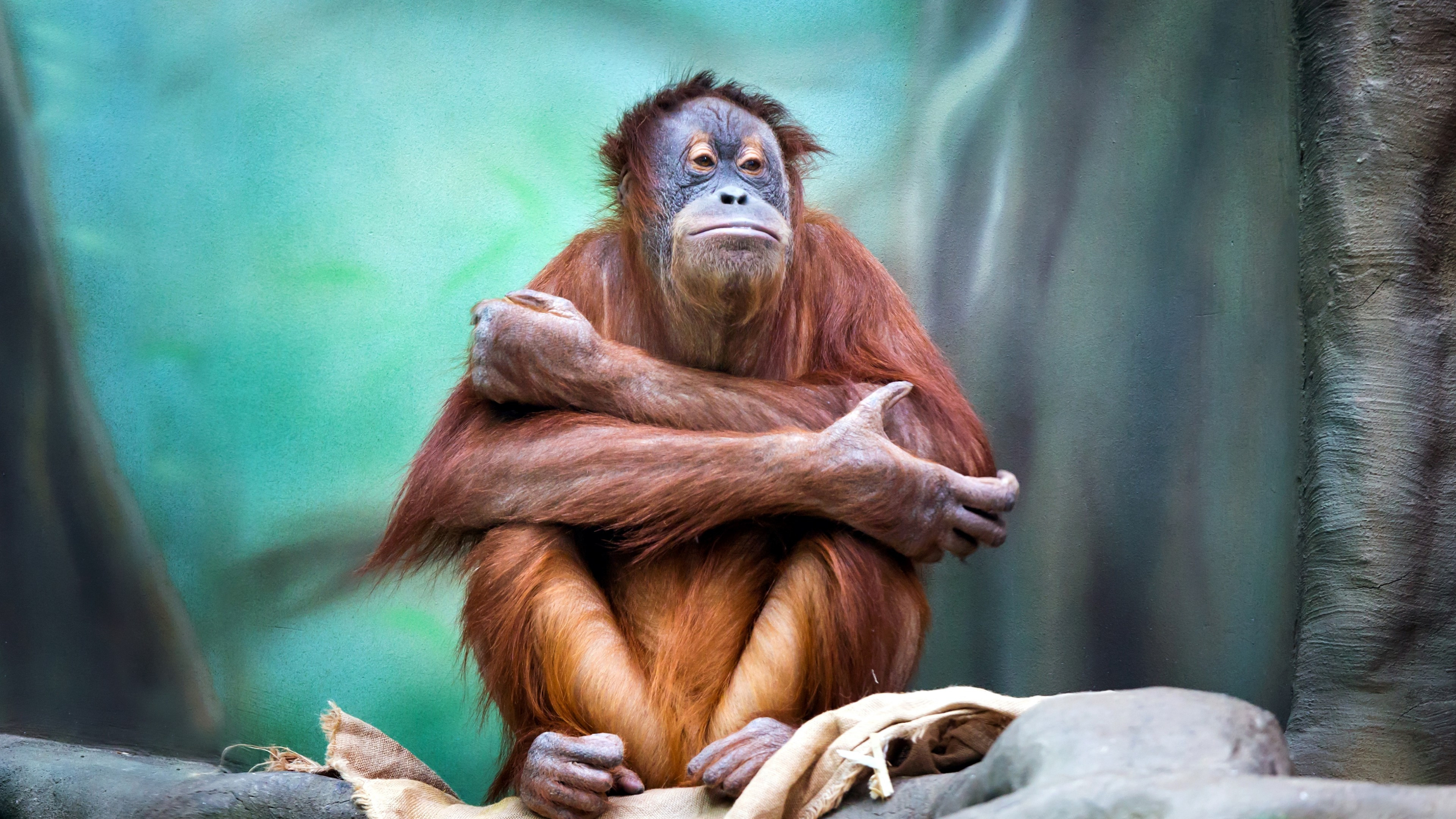 Orangutan, Sitting monkey, UHD TV wallpapers, Vivid imagery, 3840x2160 4K Desktop