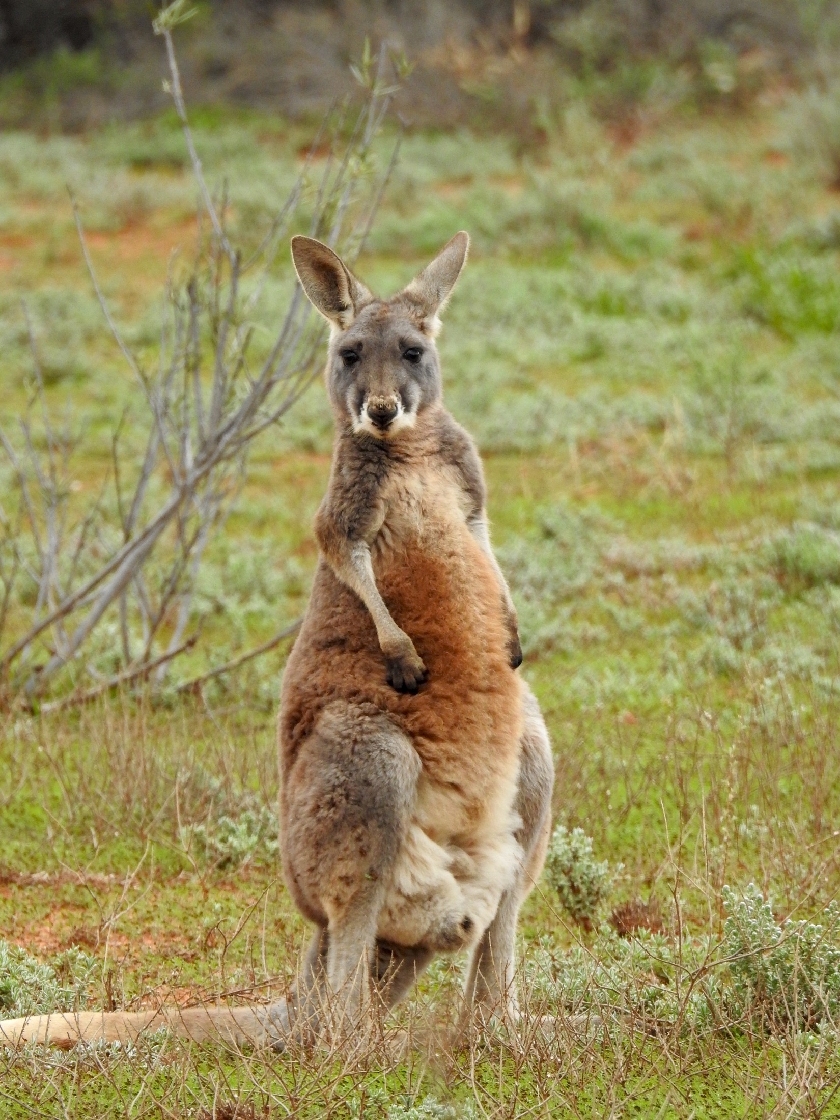 Kangaroo (Animals), Wild animal, Australian jungle, Nature photography, 1650x2200 HD Phone