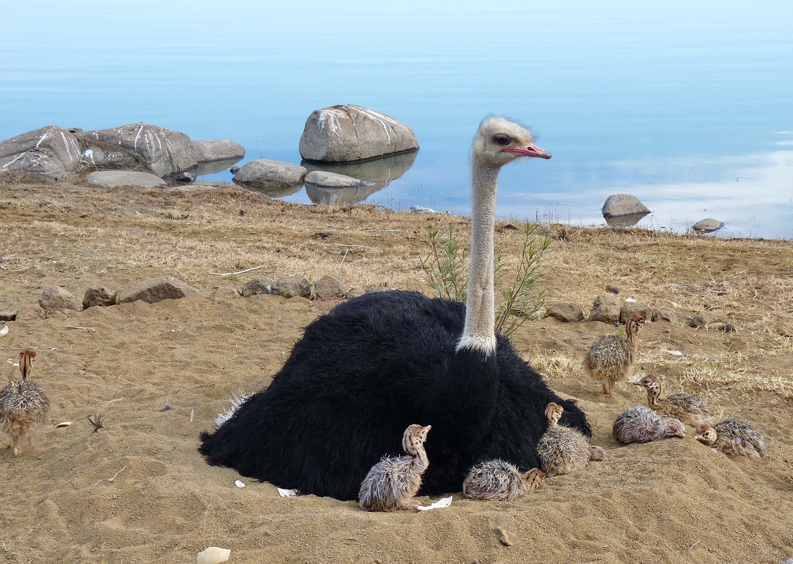 Mother and babies, Ostrich Wallpaper, 2560x1820 HD Desktop