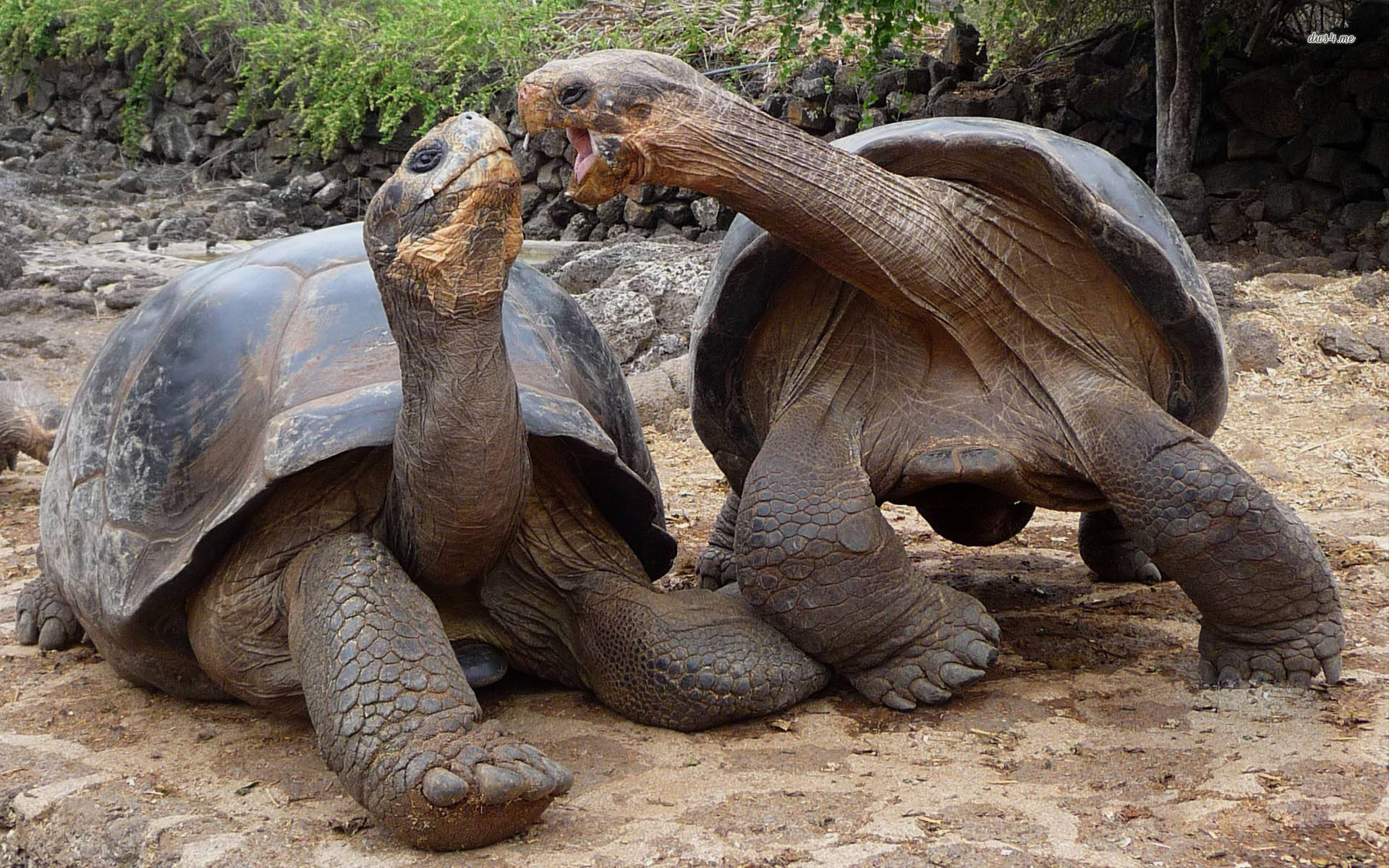 Couple, Aldabra Giant Tortoise Wallpaper, 1920x1200 HD Desktop