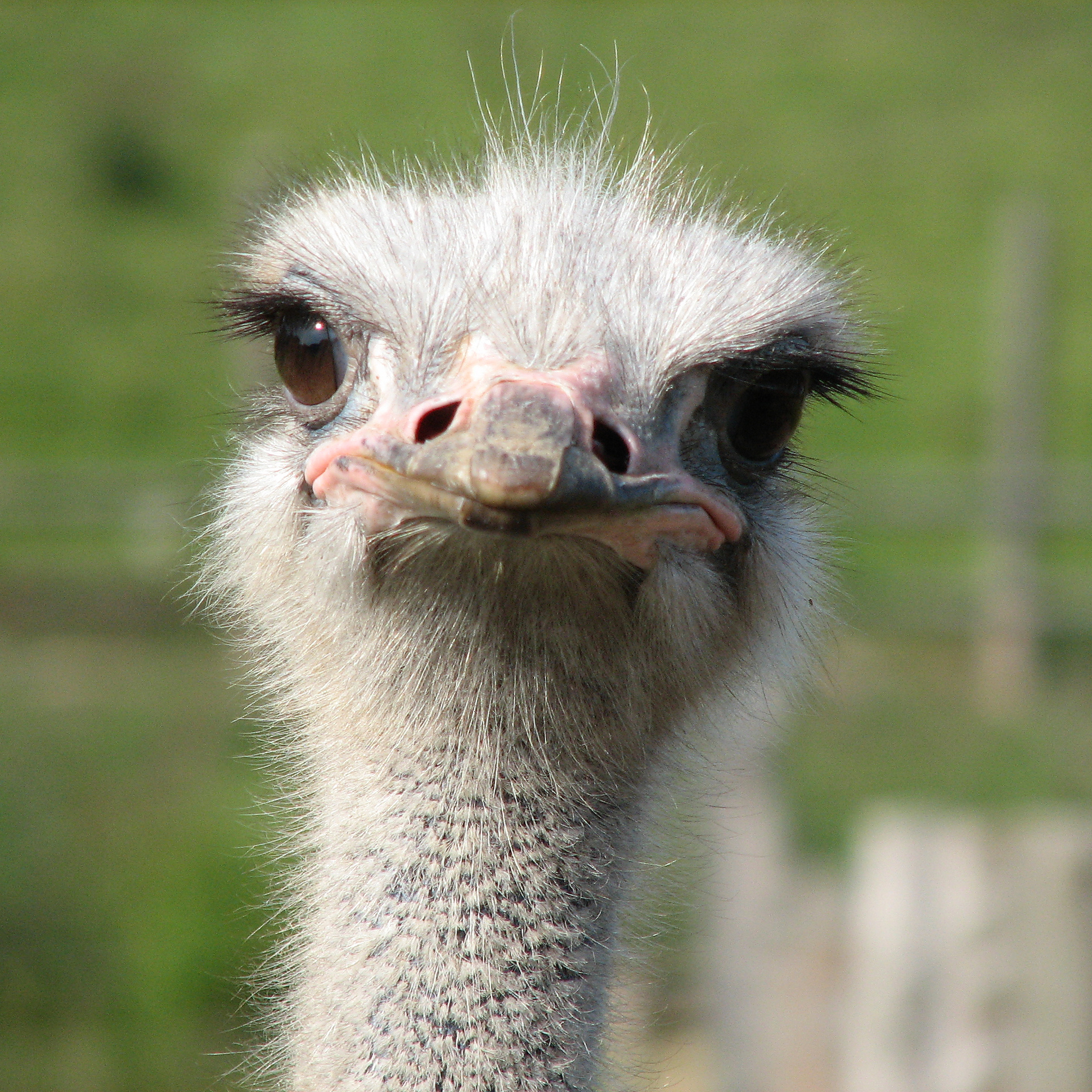 Ostrich facts, African animals, Flightless bird, Largest living bird, 1950x1950 HD Phone