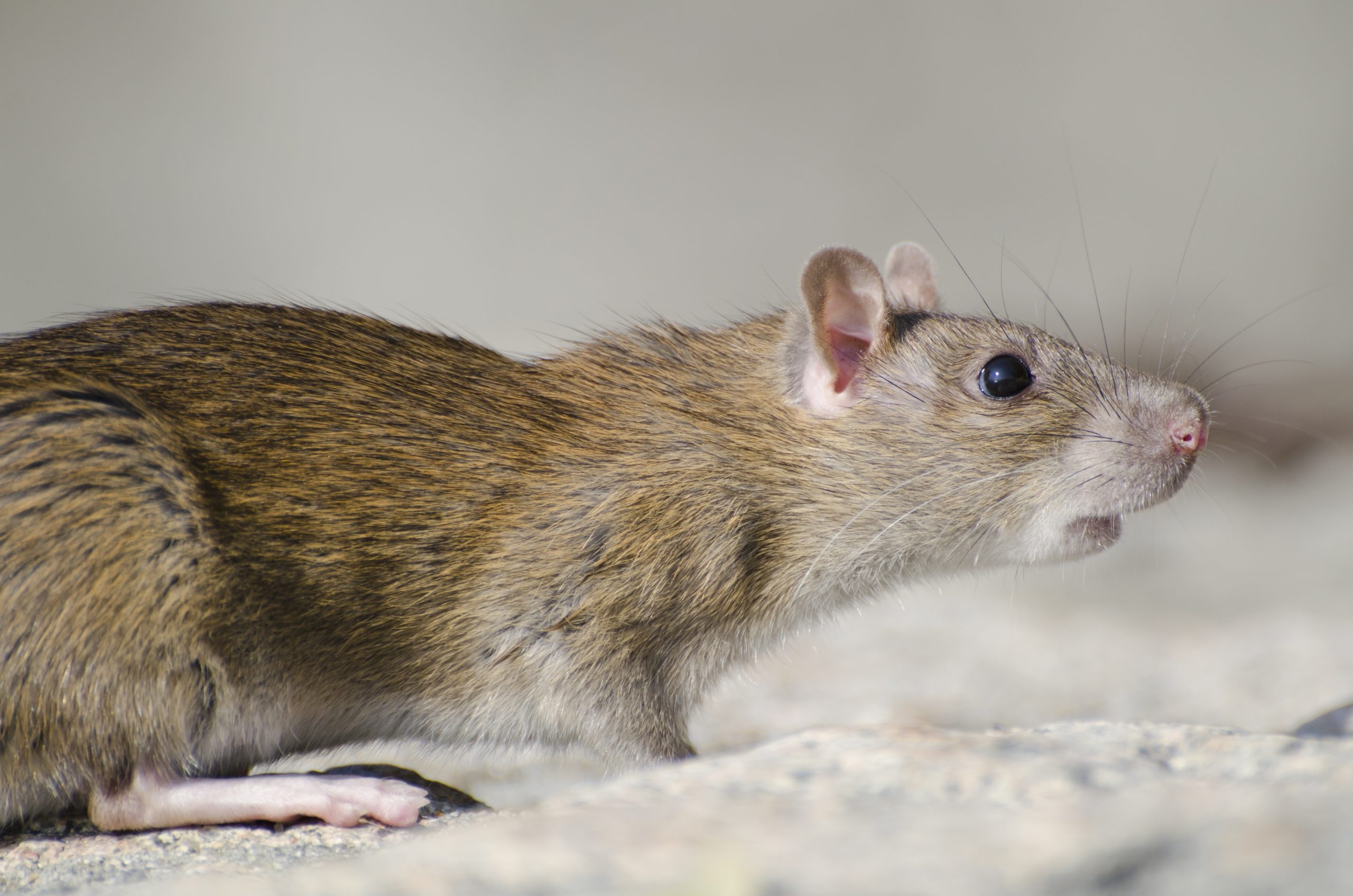 Rat Odor Discrimination, Sniffing Abilities, Disease Detection Potential, Innovative Research, 2560x1700 HD Desktop
