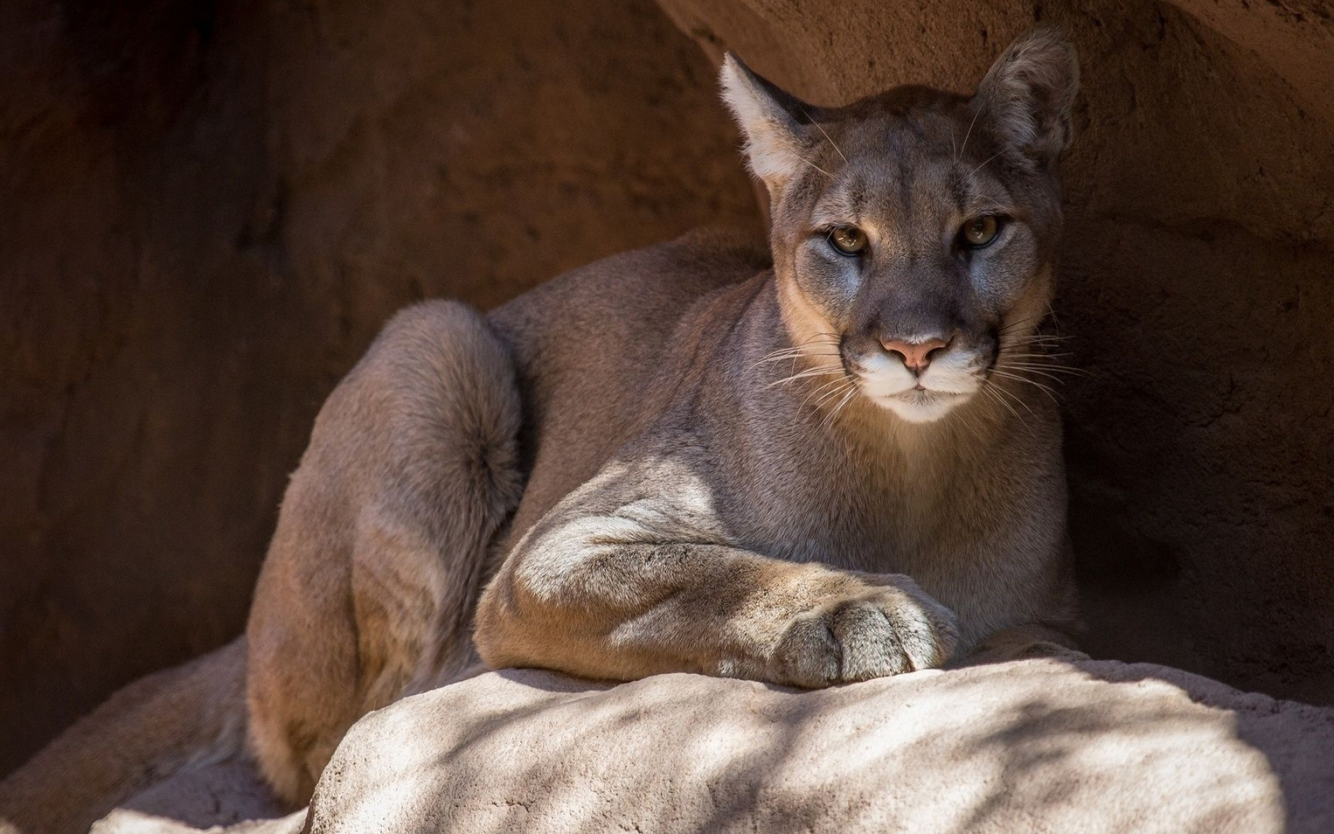 Cougar, Exquisite beauty, Striking presence, Nature's marvel, 1920x1200 HD Desktop