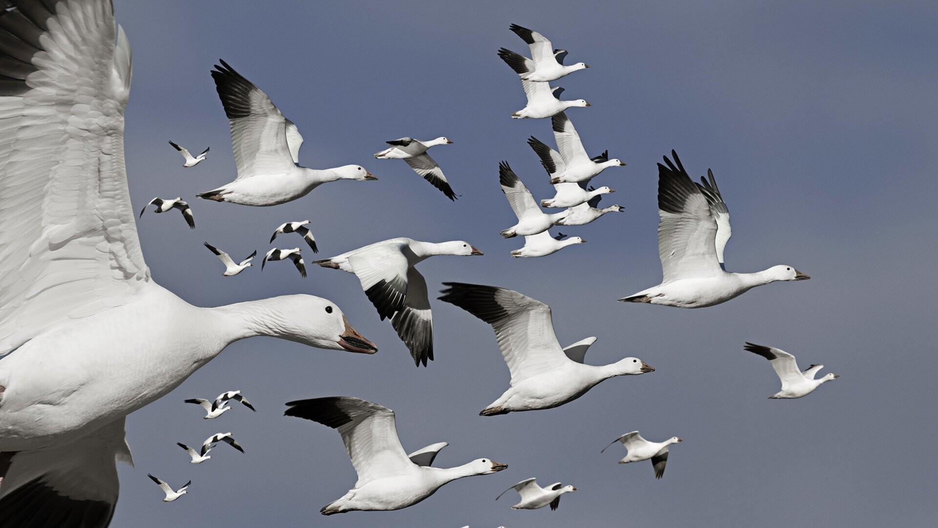 Glorious goose, Nature's art, Striking wallpaper, Feathered beauty, 1920x1080 Full HD Desktop