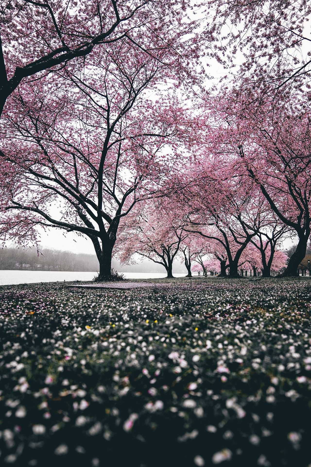 Blooming cherry blossom trees, Fallen pink petals, Riverside park lawn, HD Phone wallpaper