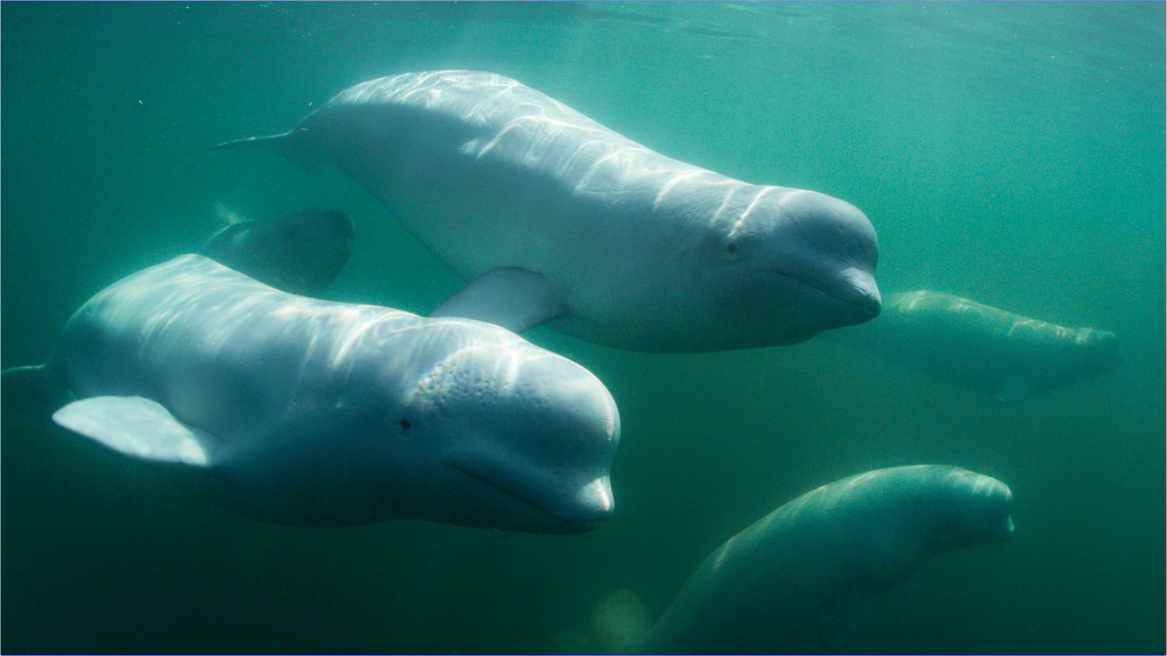 Beluga Whale, April 2021 highlights, Exciting whale news, Insider moviemavens take, 3840x2160 4K Desktop