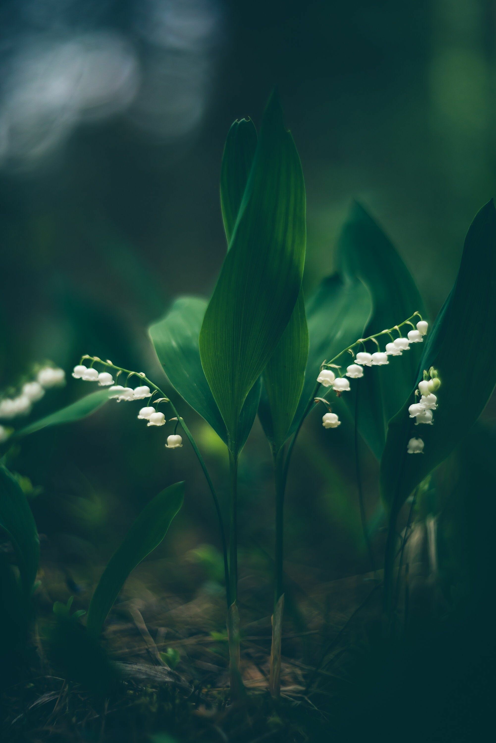Lily of the Valley photo, Meadow flowers, Floral print, Nature's art, 2010x3000 HD Phone