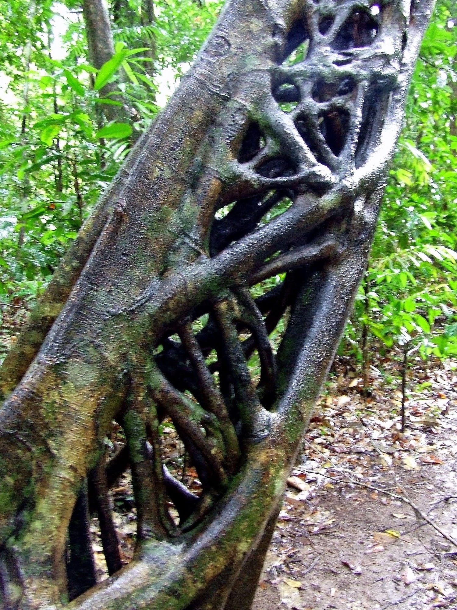 Daintree National Park, Rainforest exploration, Tony's Tropical Tours, Nature's paradise, 1500x2000 HD Phone