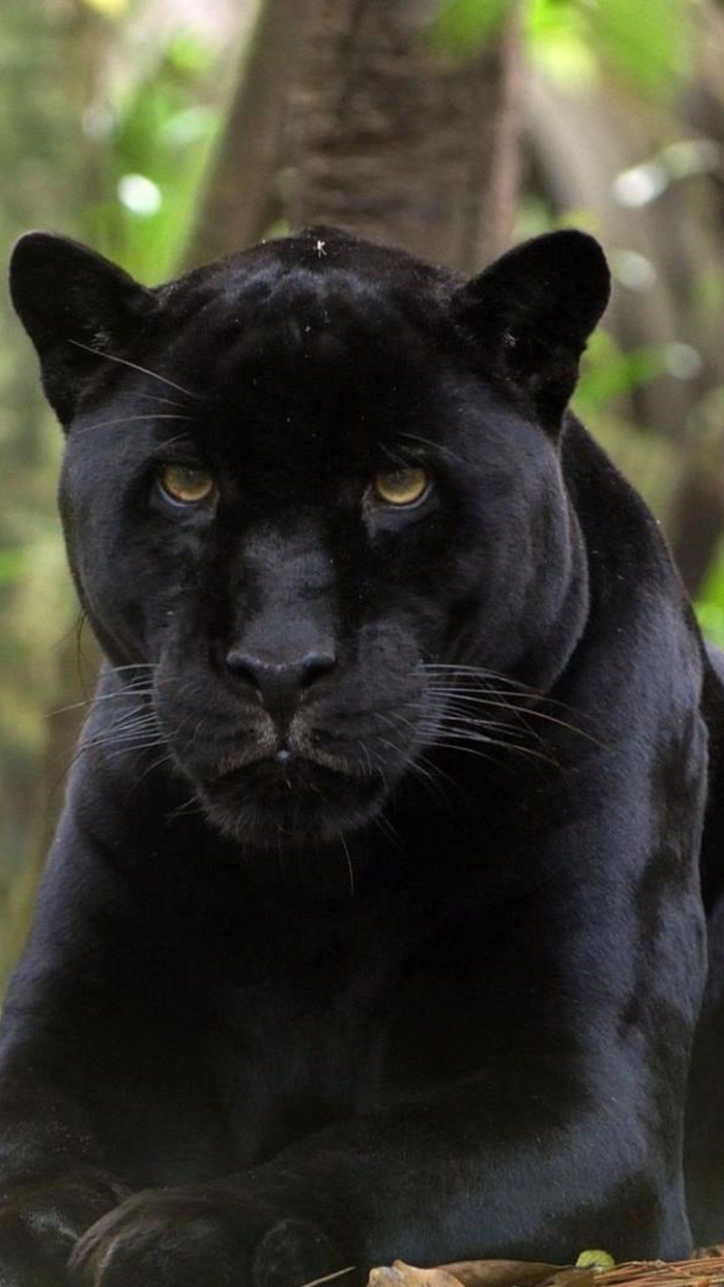 Black Panther, Animal, HD, Photos, 1440x2560 HD Phone