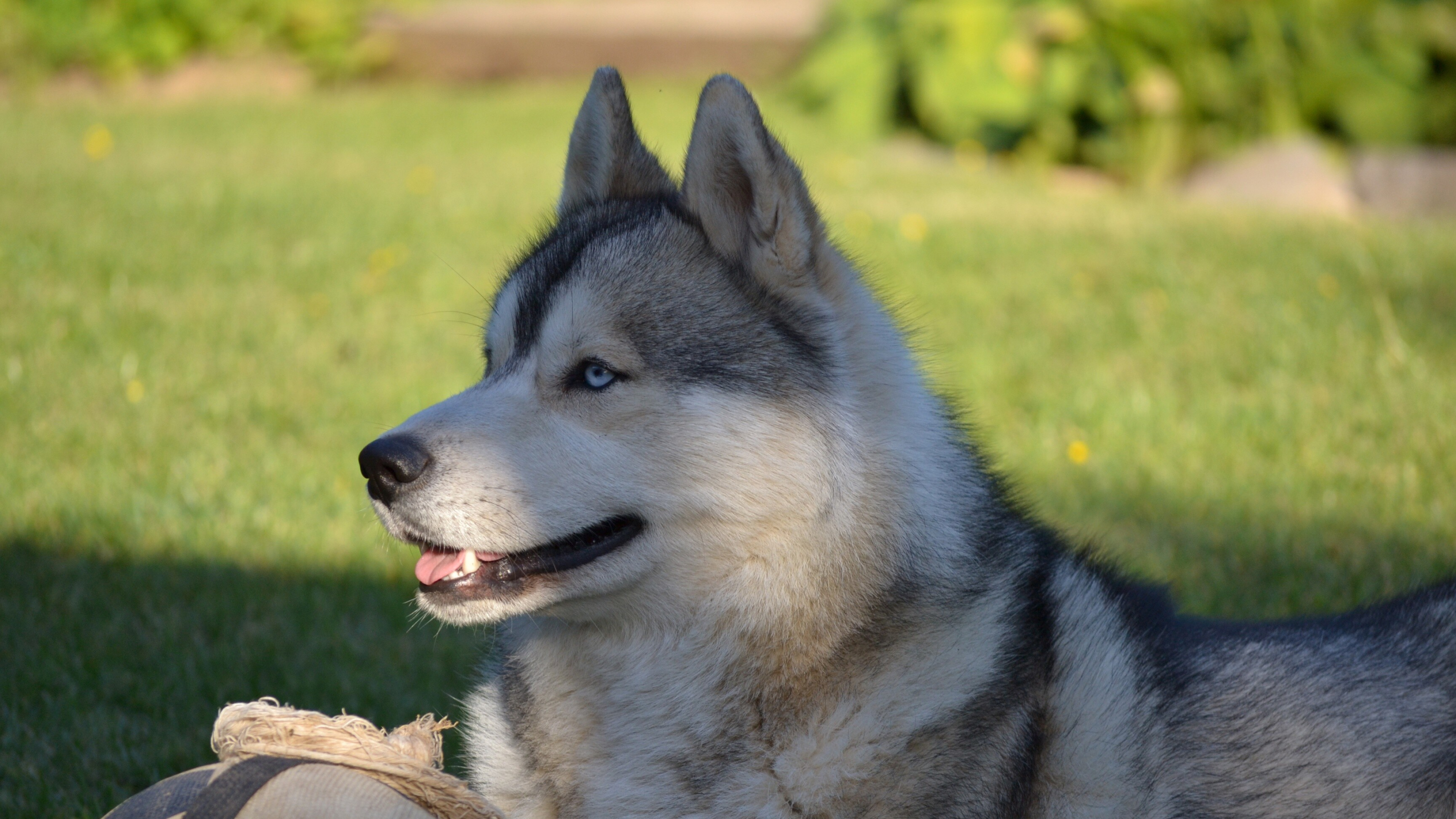 Husky wallpaper for desktop, Ultra HD beauty, Perfect for widescreen, Stunning on any screen, 3840x2160 4K Desktop