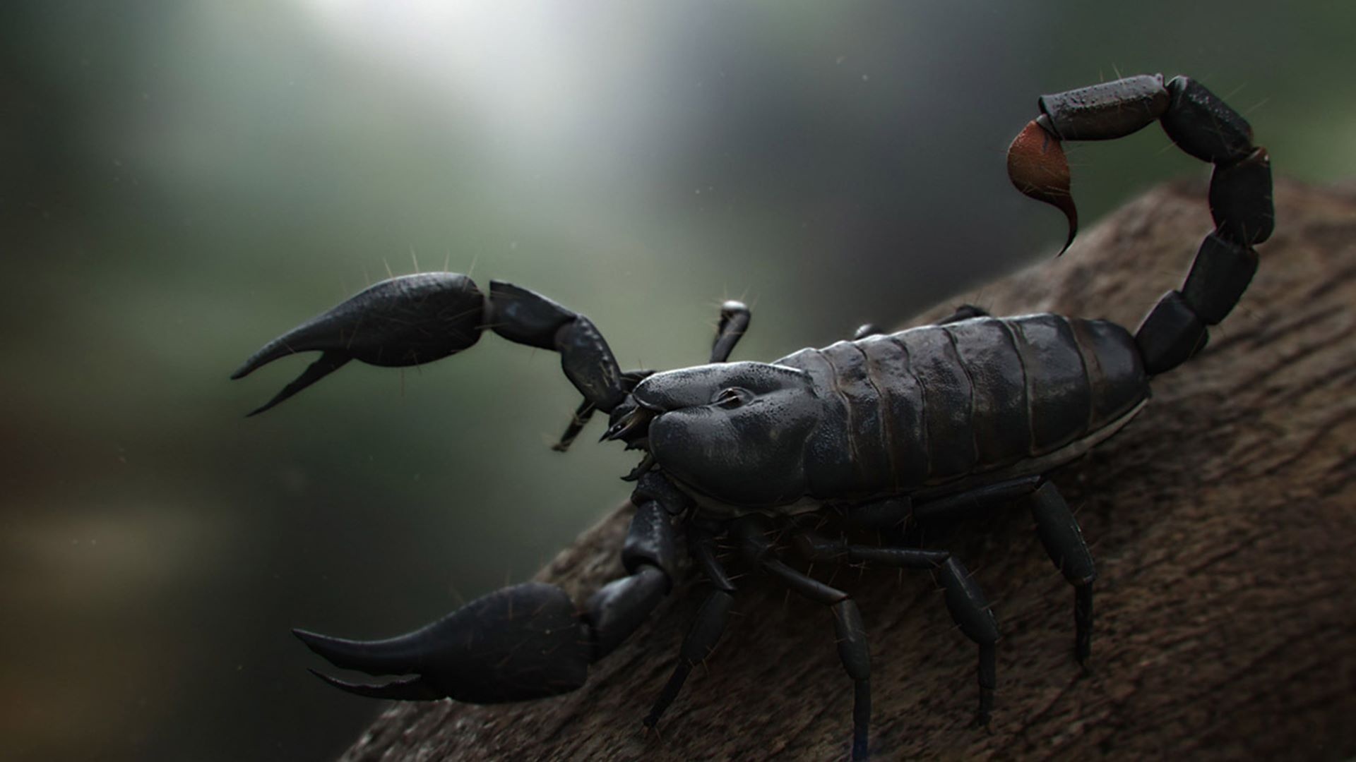 The Vietnam forest, Scorpions Wallpaper, 1920x1080 Full HD Desktop