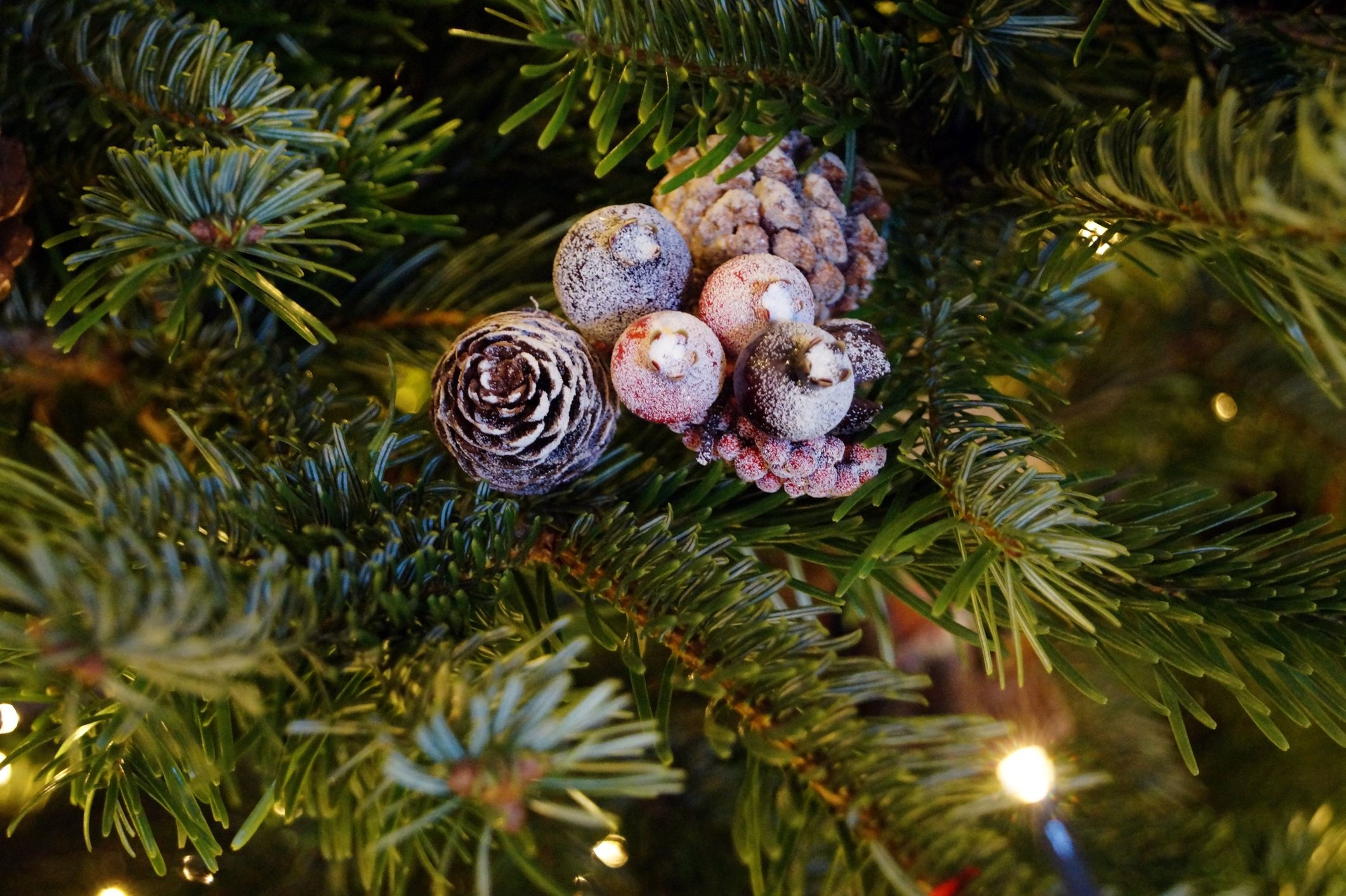 Types of Christmas trees, Evergreen variety, Festive options, Holiday choices, 2130x1420 HD Desktop