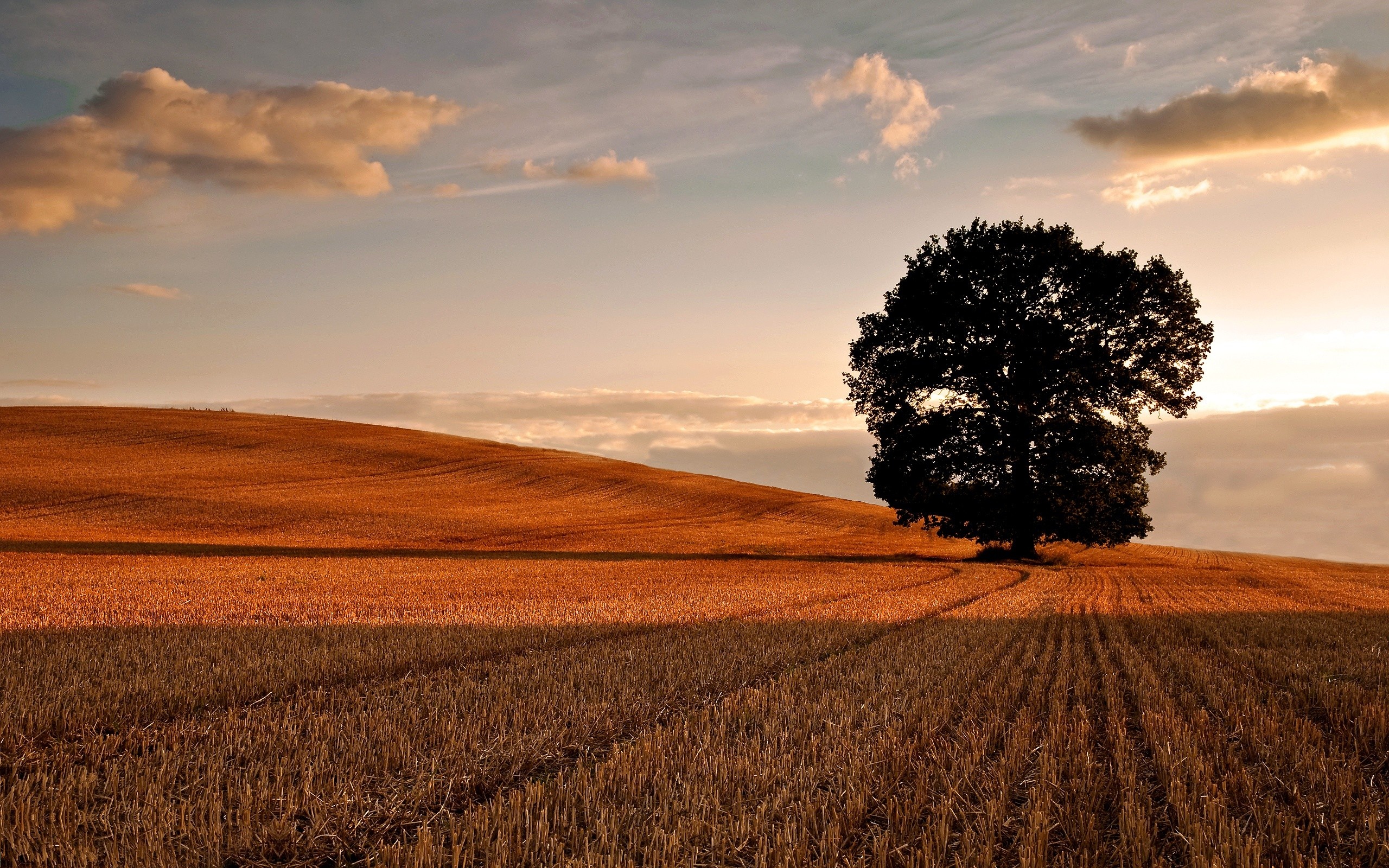 Oak Tree, Oak tree wallpapers, Tree background, Nature beauty, 2560x1600 HD Desktop