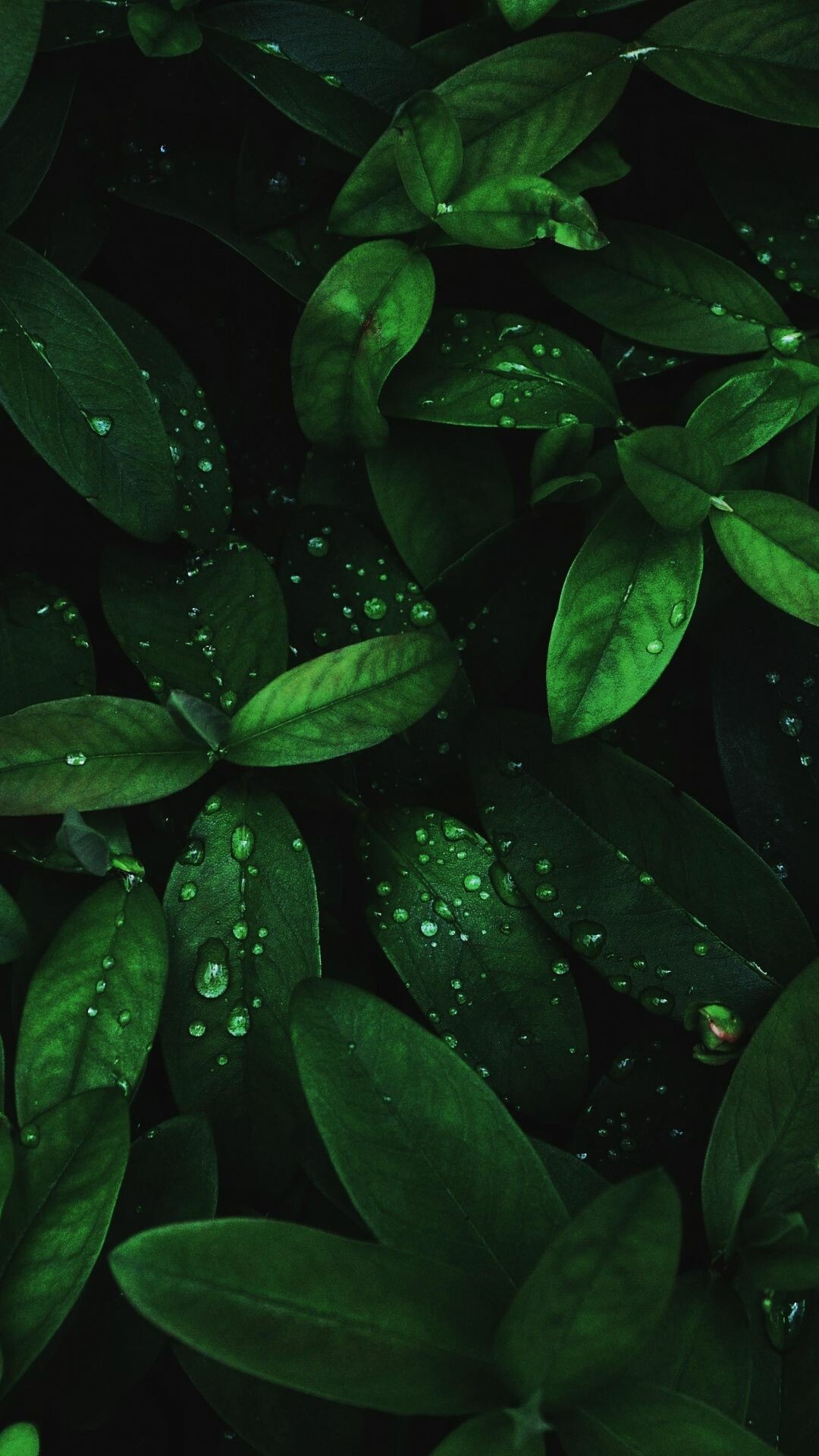Flora drops, Green leaves wallpaper, Aesthetic charm, Nature's elegance, 1080x1920 Full HD Phone