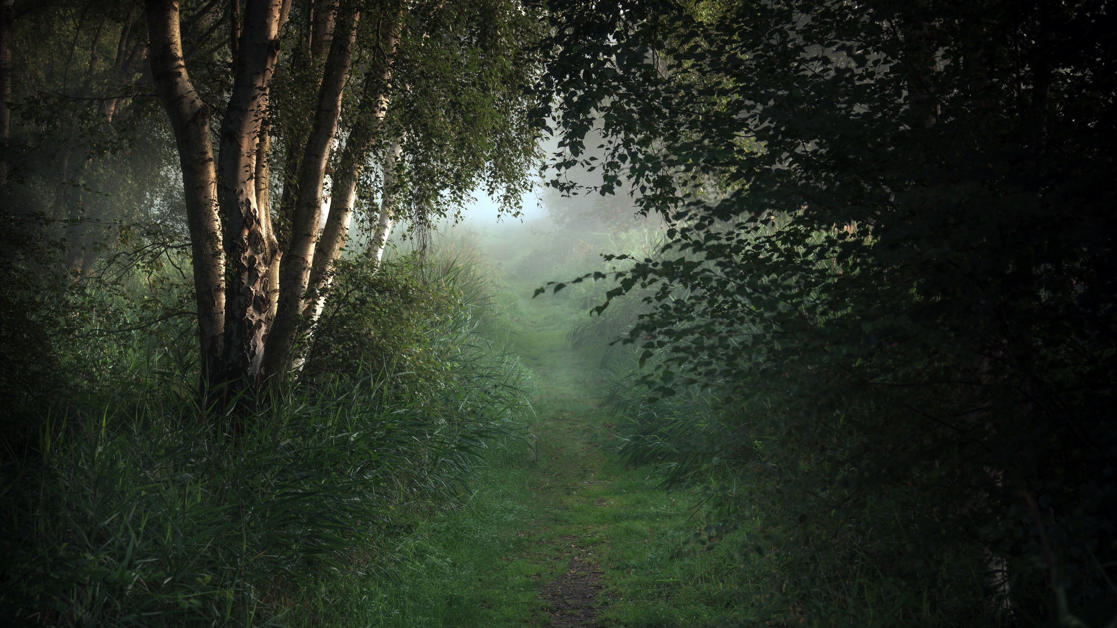 Forest birch trees, Bushes plants foggy, Wallpapers, Nature, 3840x2160 4K Desktop