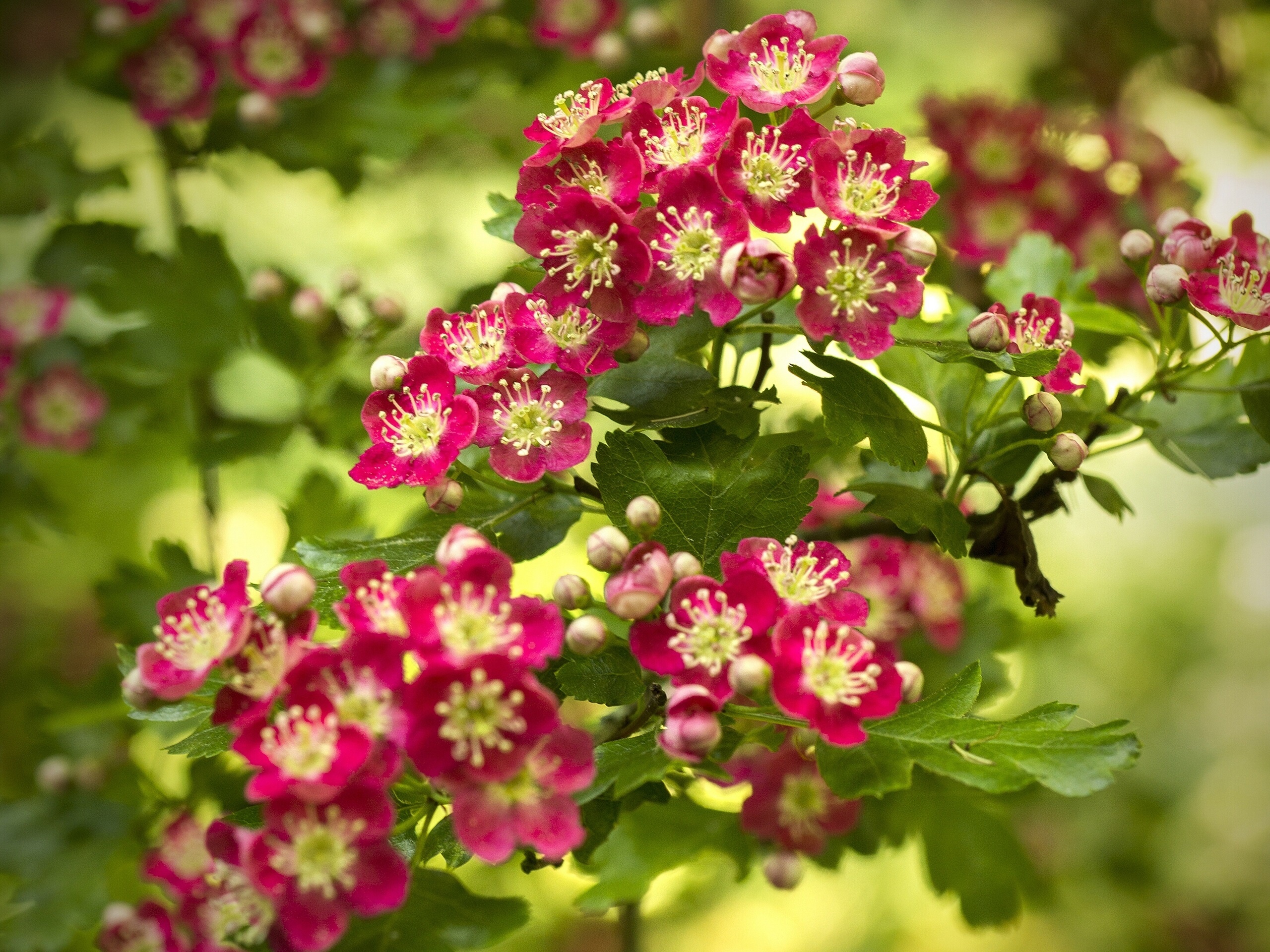 Mayflower, Hawthorn Tree Wallpaper, 2560x1920 HD Desktop