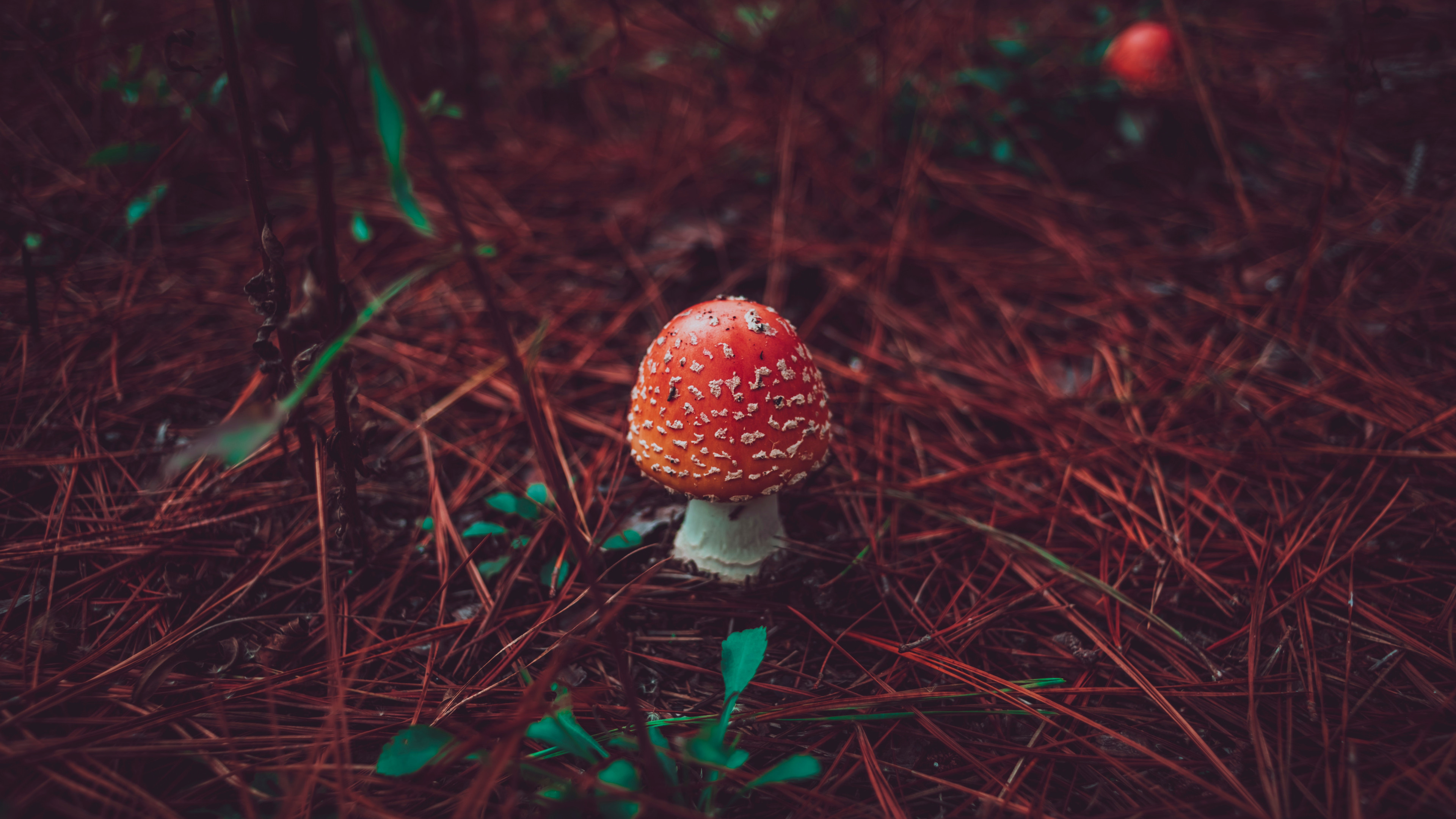 Red mushroom macro, 4K UHD, Ultrahd wallpaper, Photowalls space, 3840x2160 4K Desktop