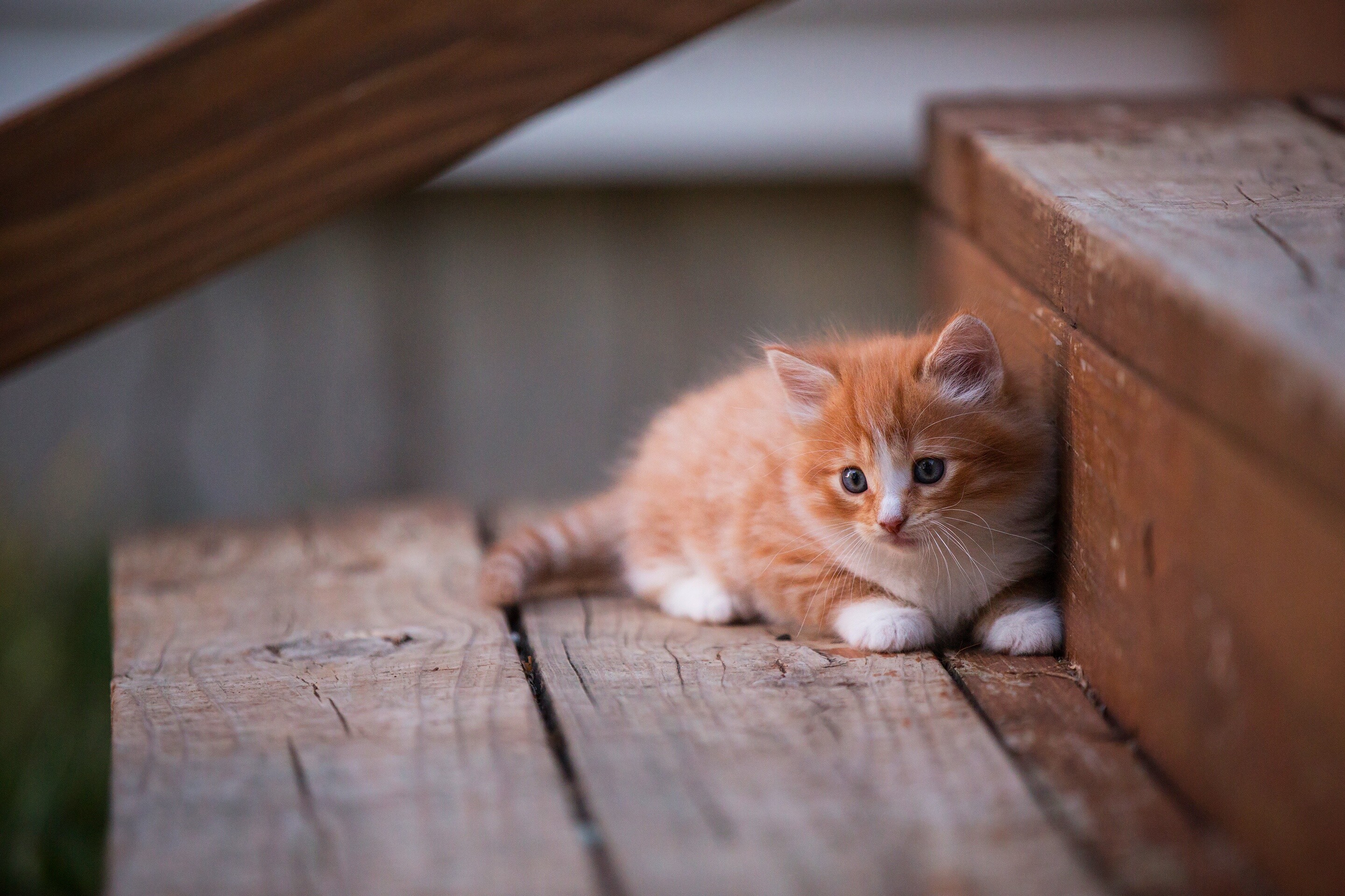 Cute laptop kitten wallpaper, Full HD delight, Visual splendor, Adorable screen companion, 2880x1920 HD Desktop
