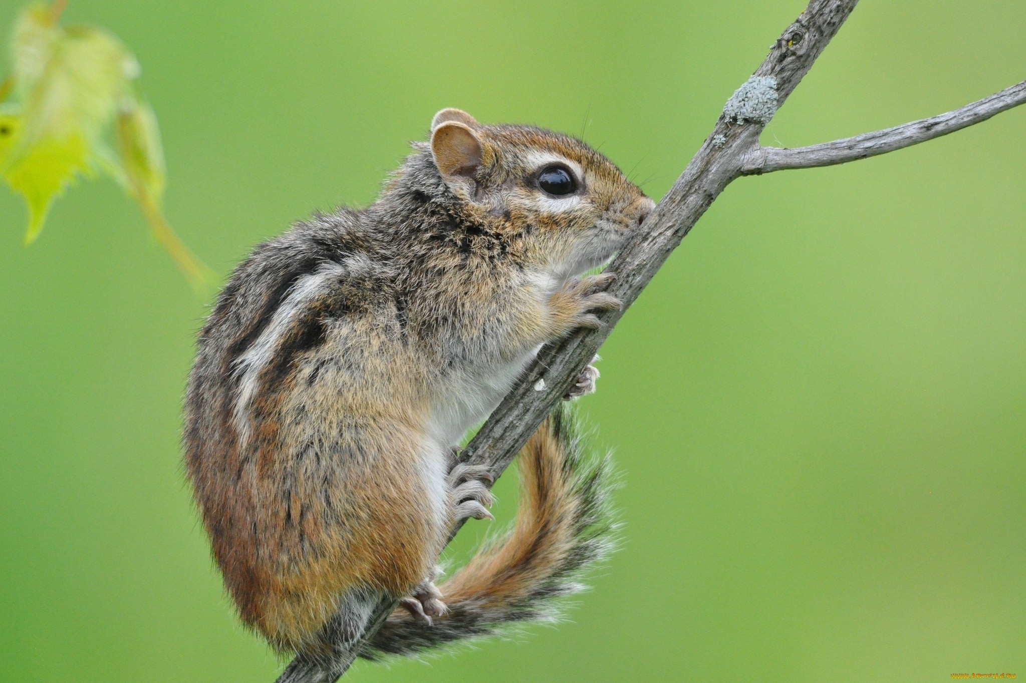 Chipmunk, Furry cutie, HD wallpaper, Nature's marvel, 2050x1370 HD Desktop