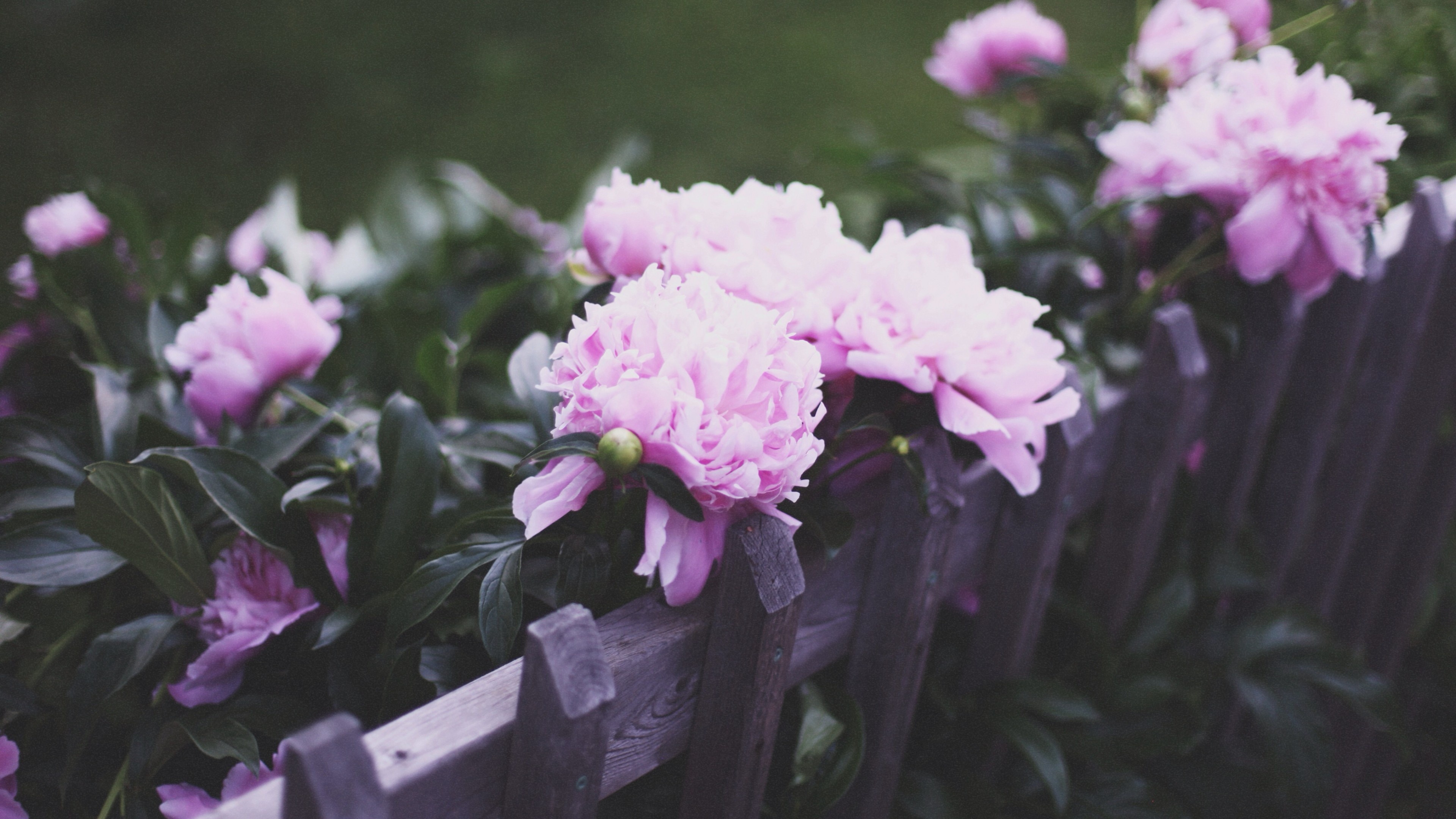 Pink peony bush, Weathered wooden picket fence, Dark garden foliage, 4K Desktop wallpaper