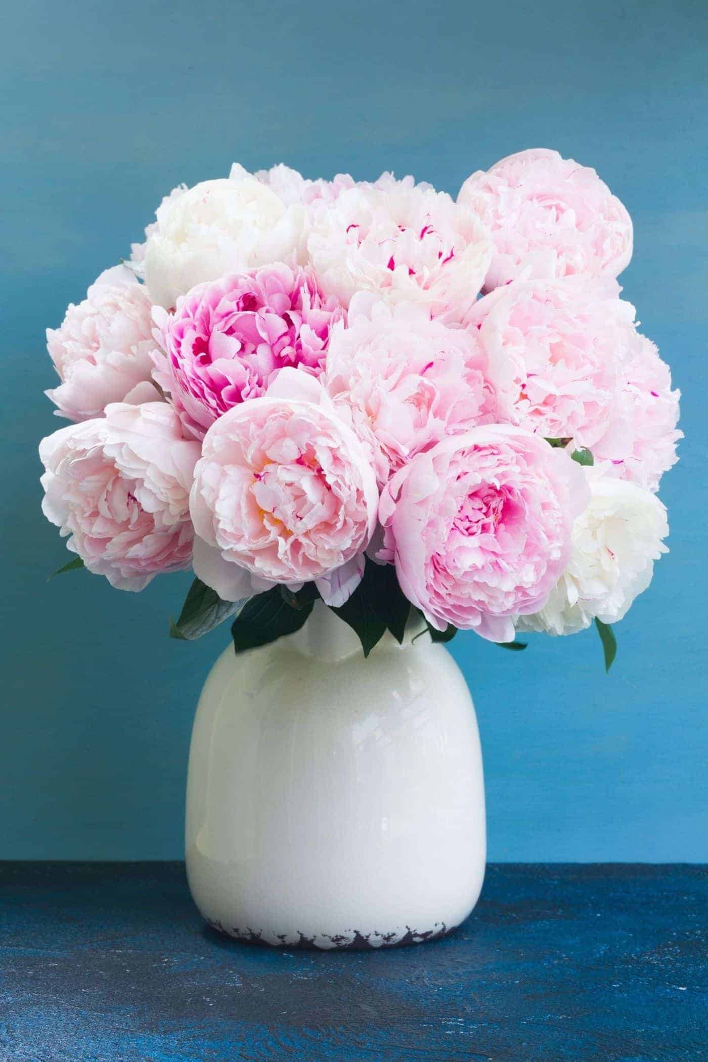Pink peony bouquet, White ceramic vase, Teal blue backdrop, HD Phone wallpaper