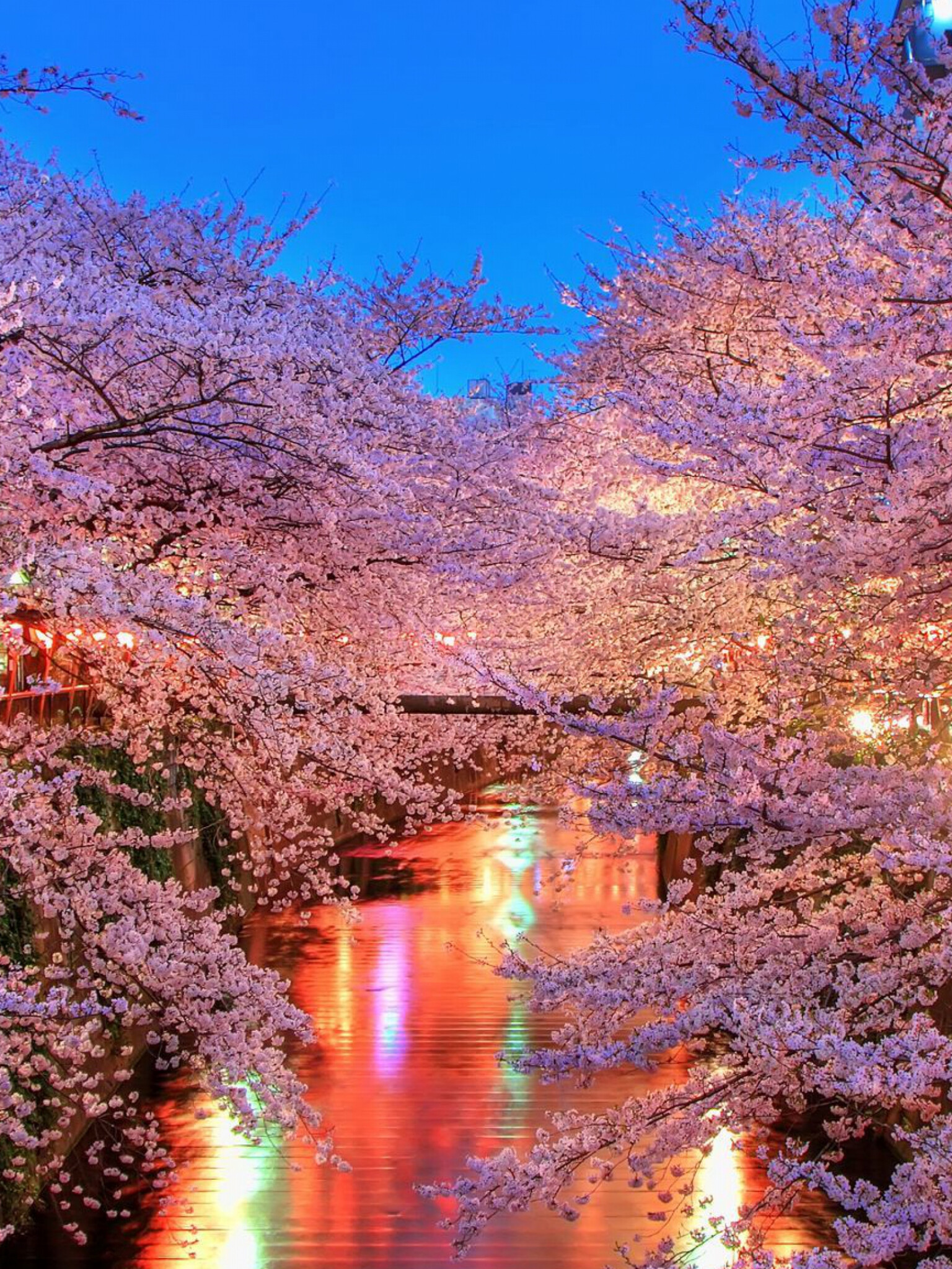 Sakura, Japan Wallpaper, 1540x2050 HD Phone