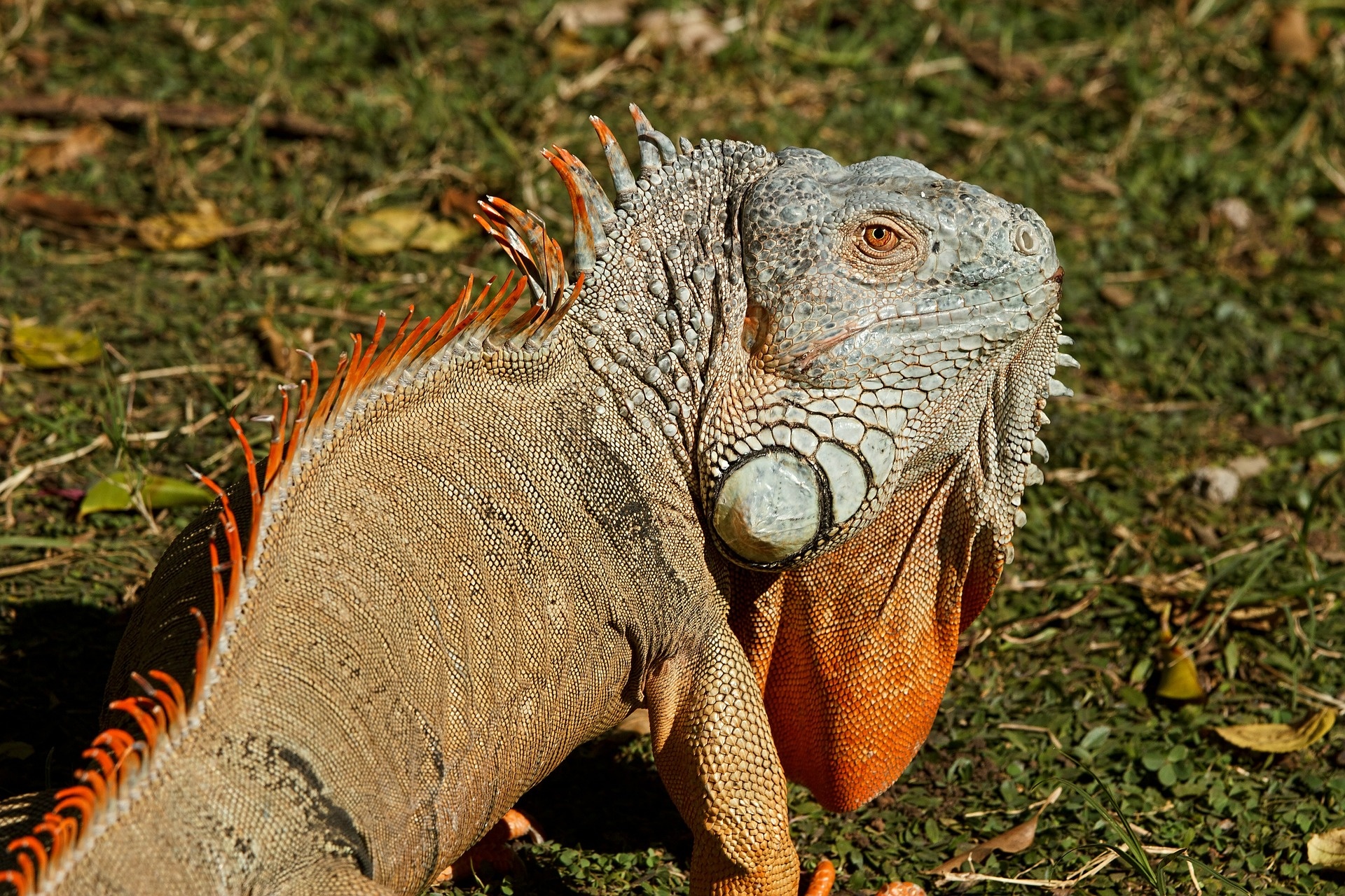 Iguana, Animal, Lizard, Nature, 1920x1280 HD Desktop