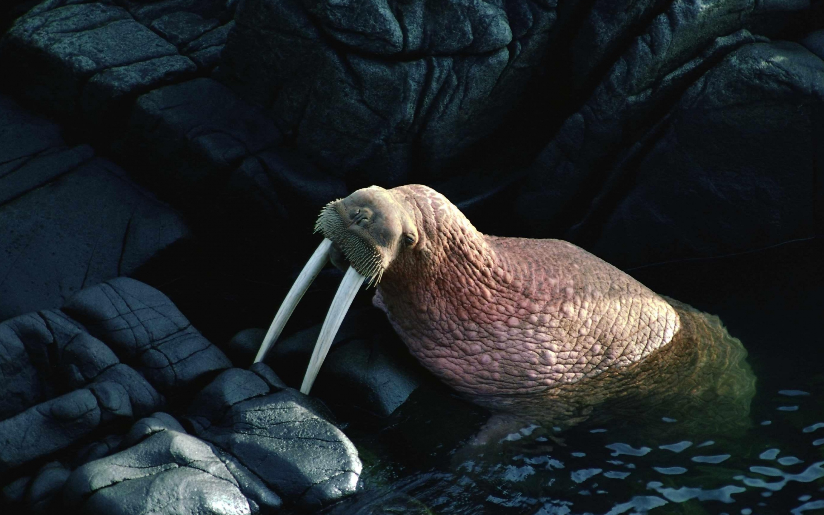 Walrus ultra HD wallpaper, 4K UHD TV display, Multi-monitor support, Smartphone compatibility, 2880x1800 HD Desktop