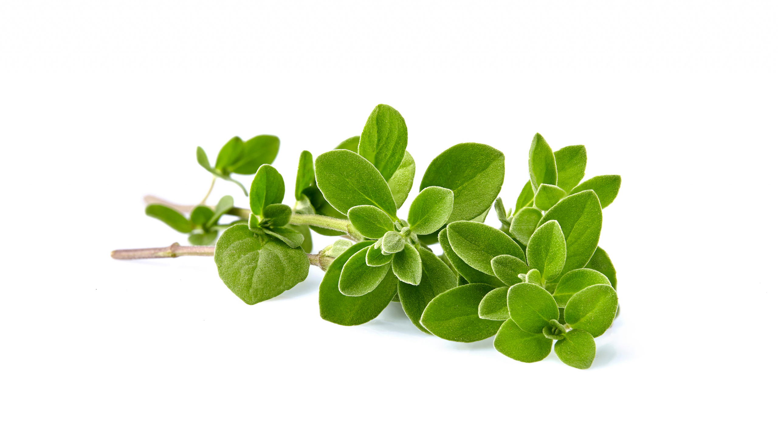 Marjoram essential oils, Sweet norfolk oils, Marjoram, 2560x1450 HD Desktop