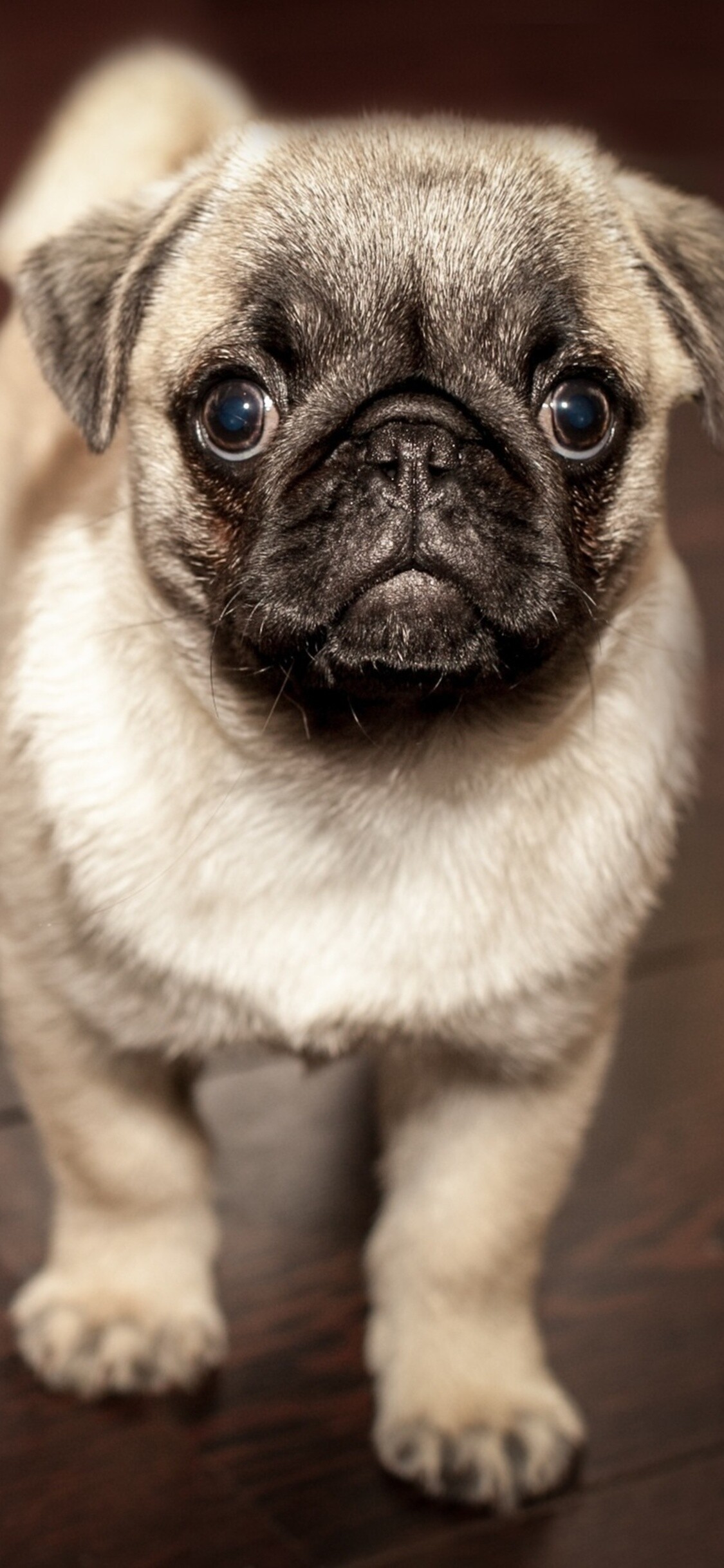 Pug, Puppies Wallpaper, 1130x2440 HD Phone