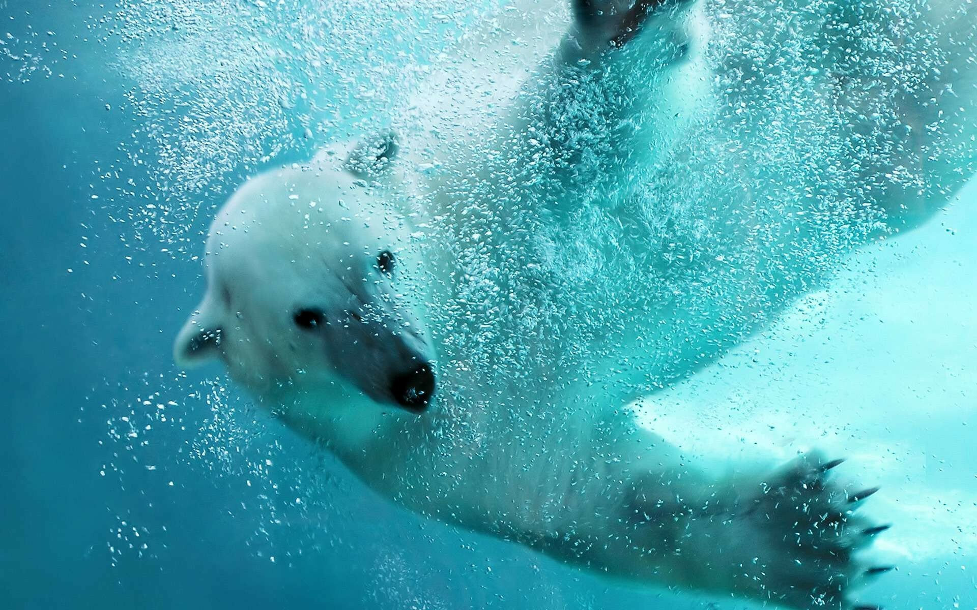 Polar bear, Bears Wallpaper, 1920x1200 HD Desktop