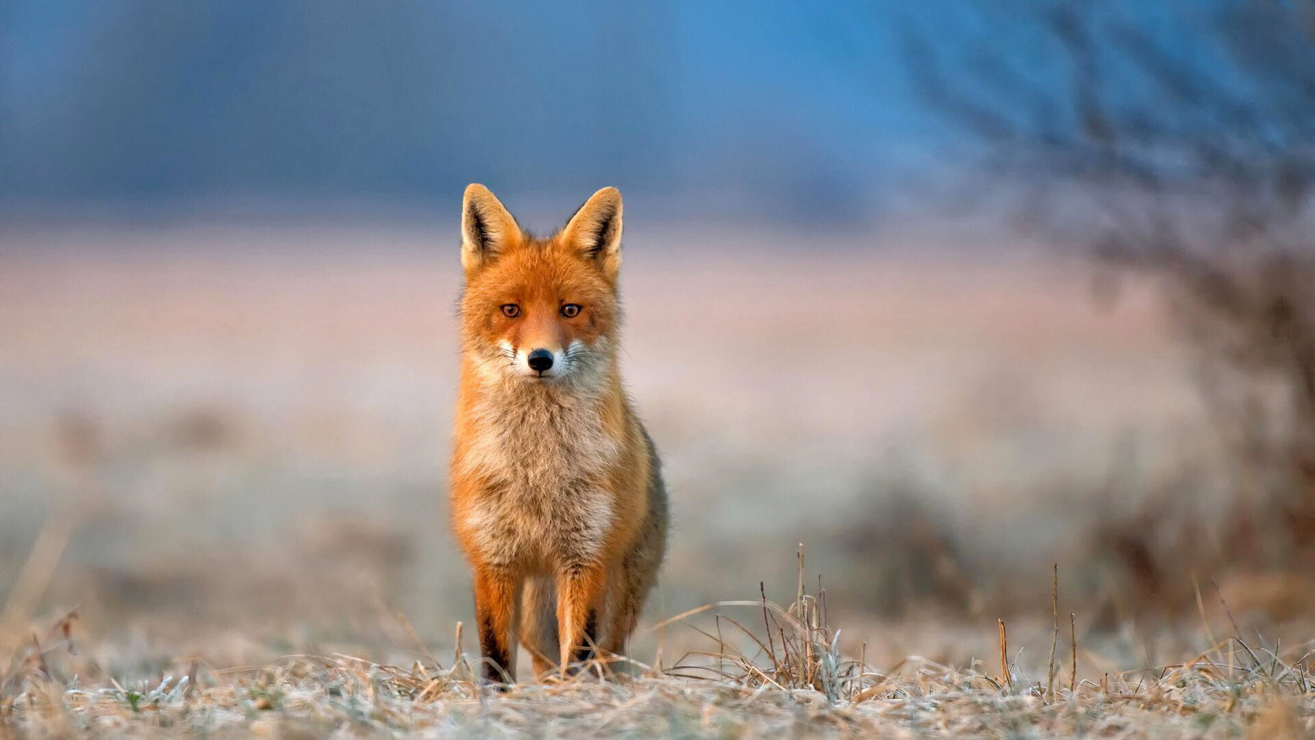 Desktop fox wallpapers, Screen-worthy beauty, Beautiful foxes, Scenic backgrounds, 1920x1080 Full HD Desktop