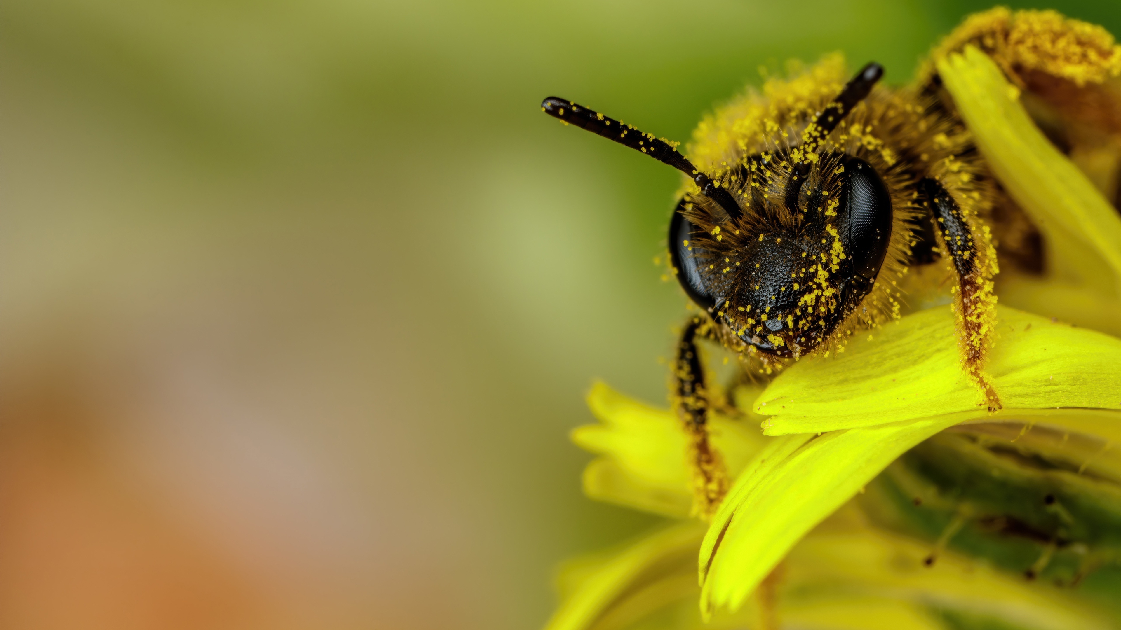 Pollen, Bees Wallpaper, 3840x2160 4K Desktop
