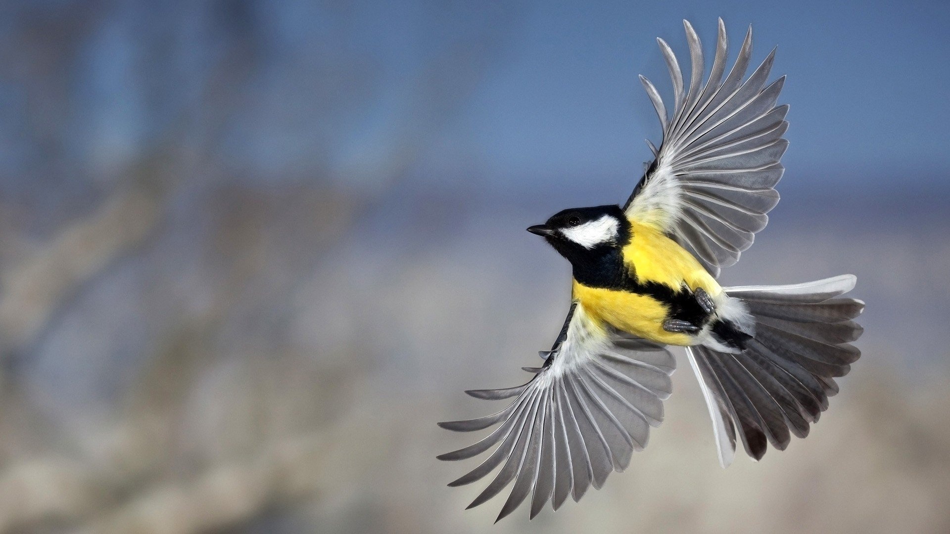 Great tit, Parus major, Bird, 1920x1080 Full HD Desktop