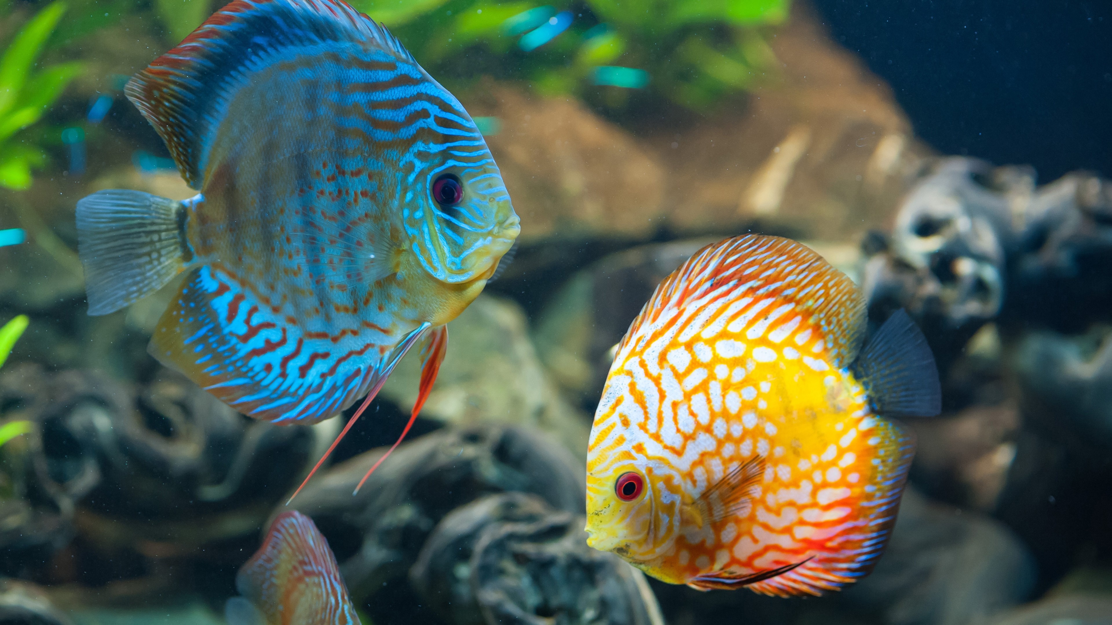 Discus, Aquarium Wallpaper, 3840x2160 4K Desktop