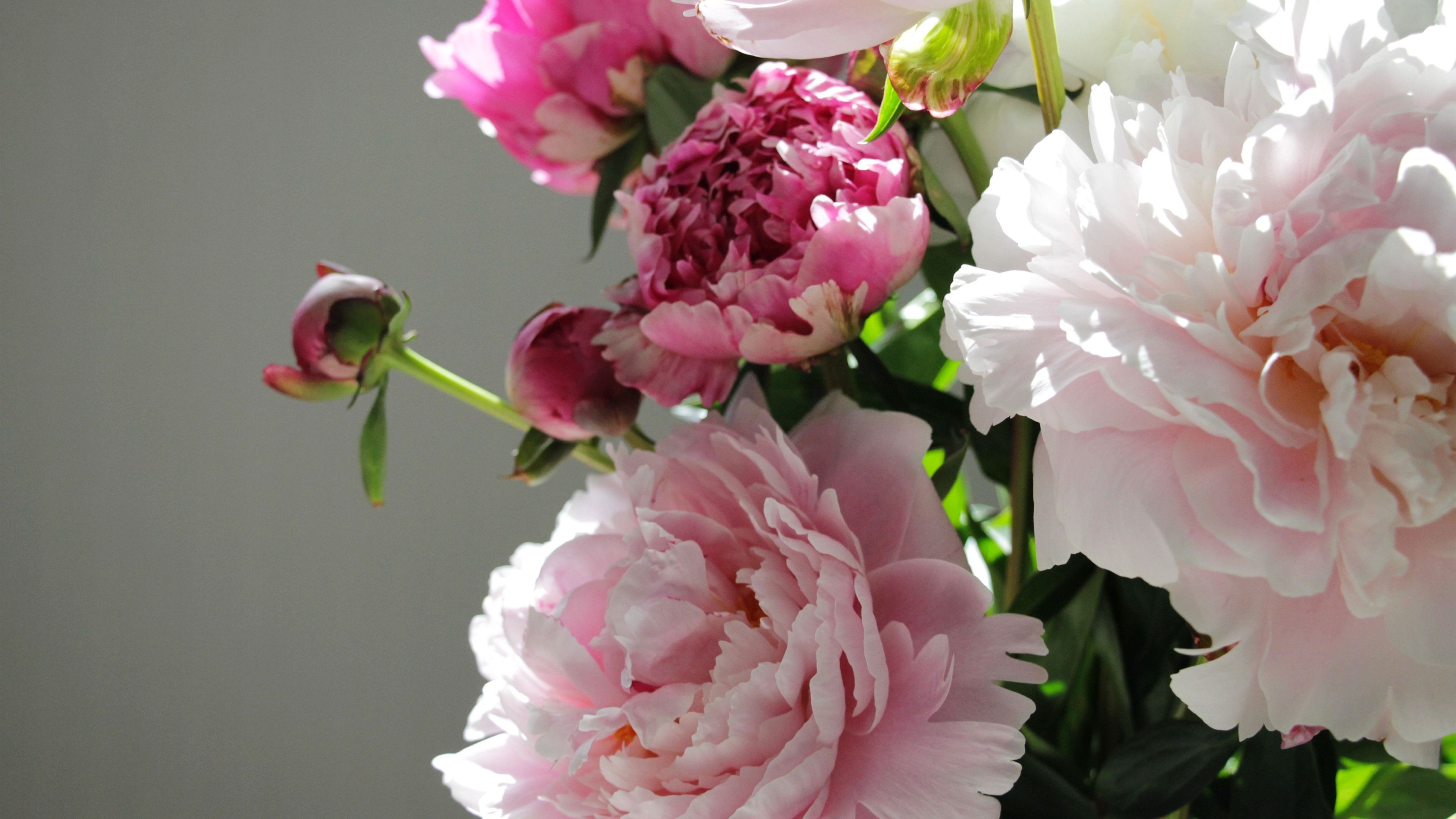 White blush peony bloom, Deep magenta peony, Slender peony buds, 4K Desktop wallpaper