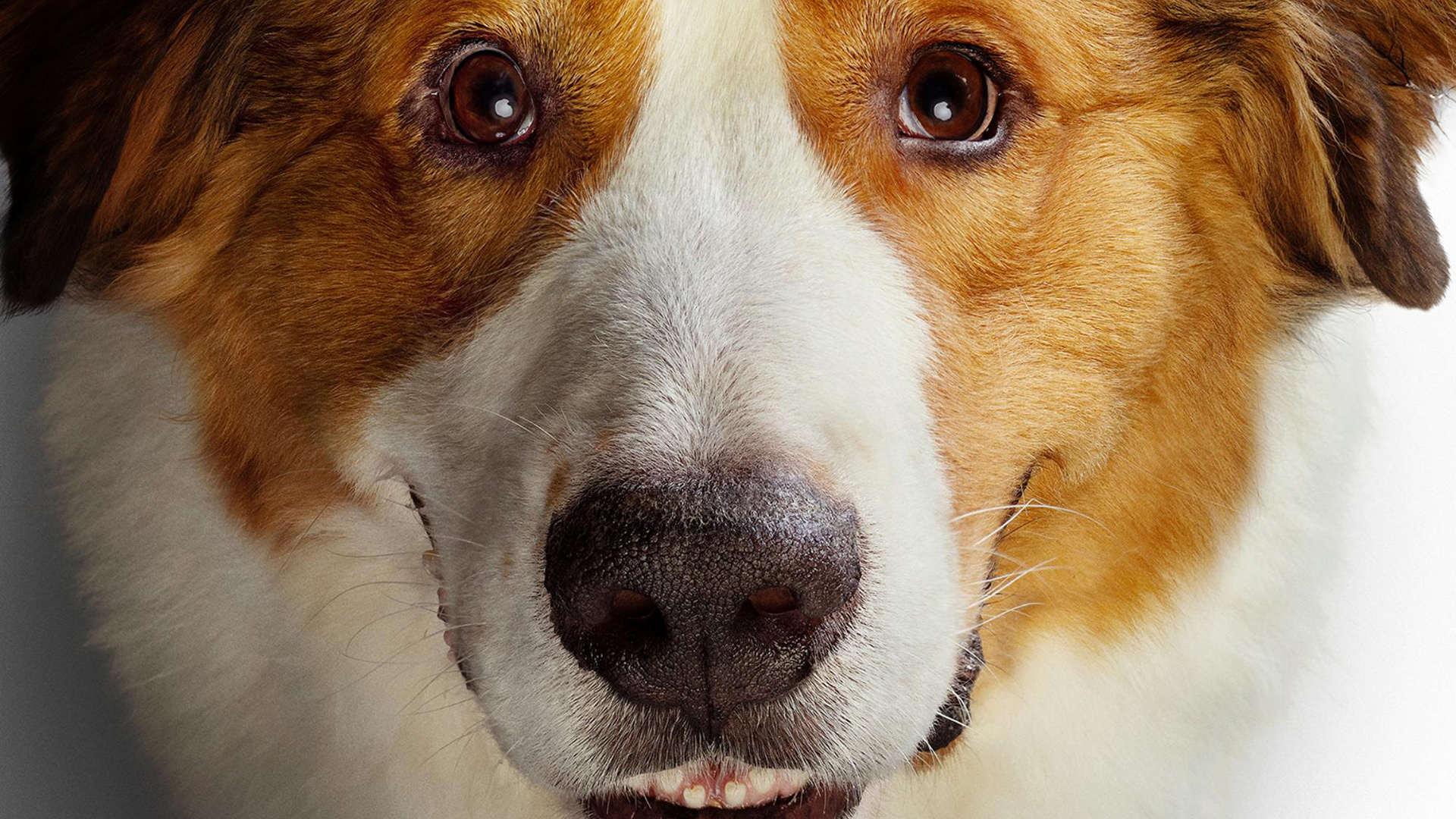 A Dog's Purpose, Collection, Movie fanart, Dogs, 1920x1080 Full HD Desktop