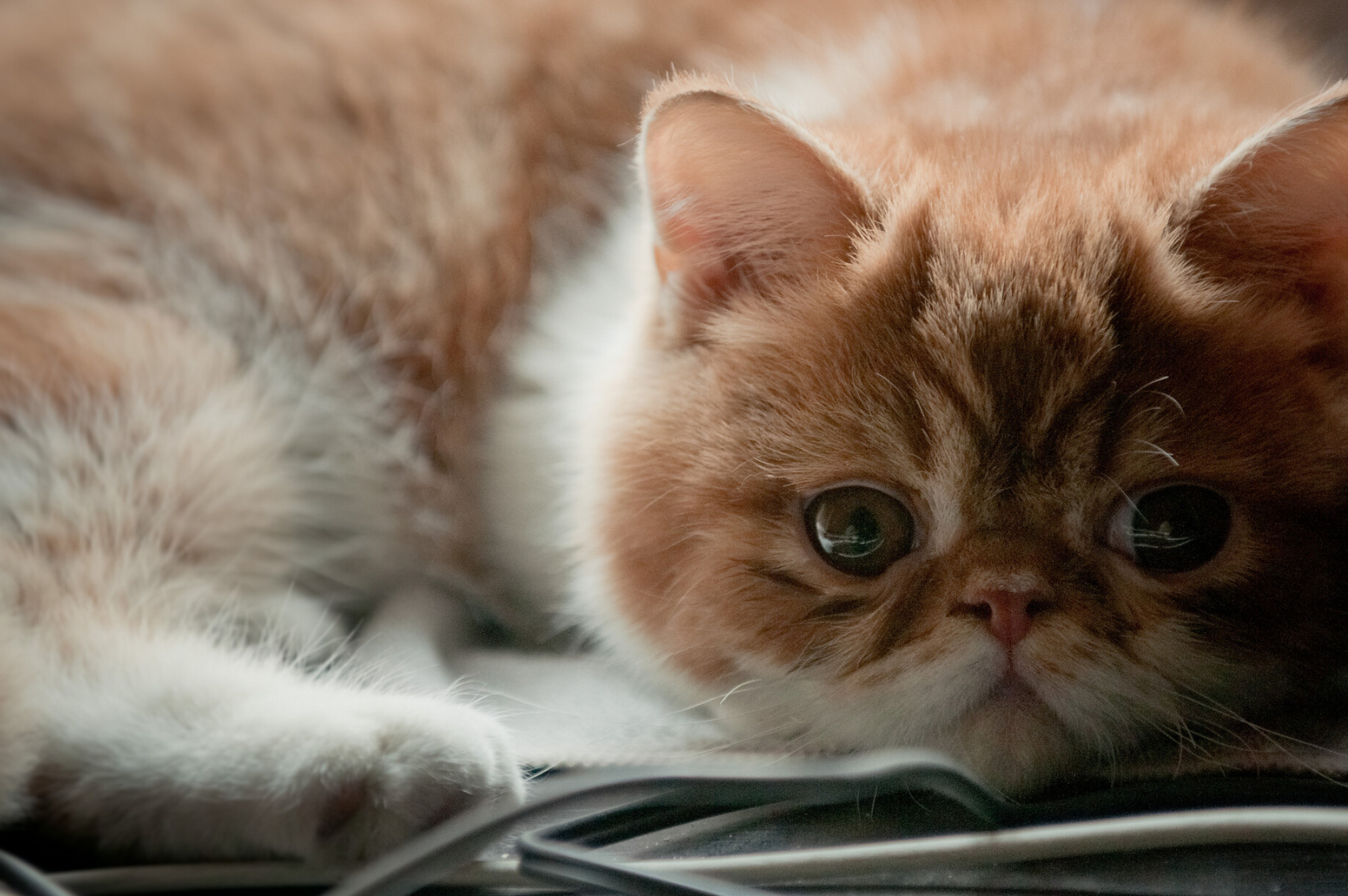 Ginger, Exotic Shorthair Cat Wallpaper, 2050x1370 HD Desktop