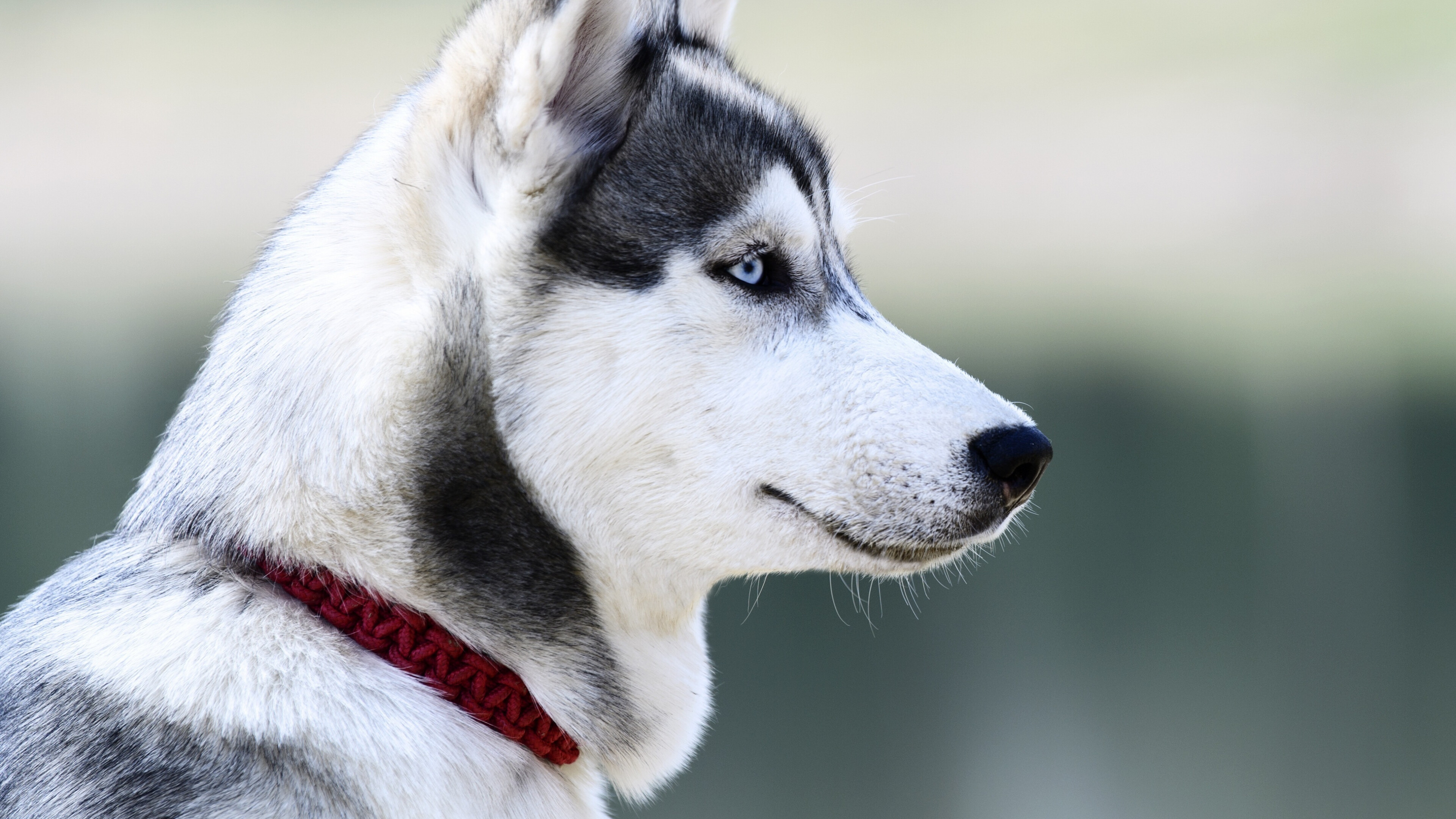 Profile, Siberian Huskies Wallpaper, 3840x2160 4K Desktop
