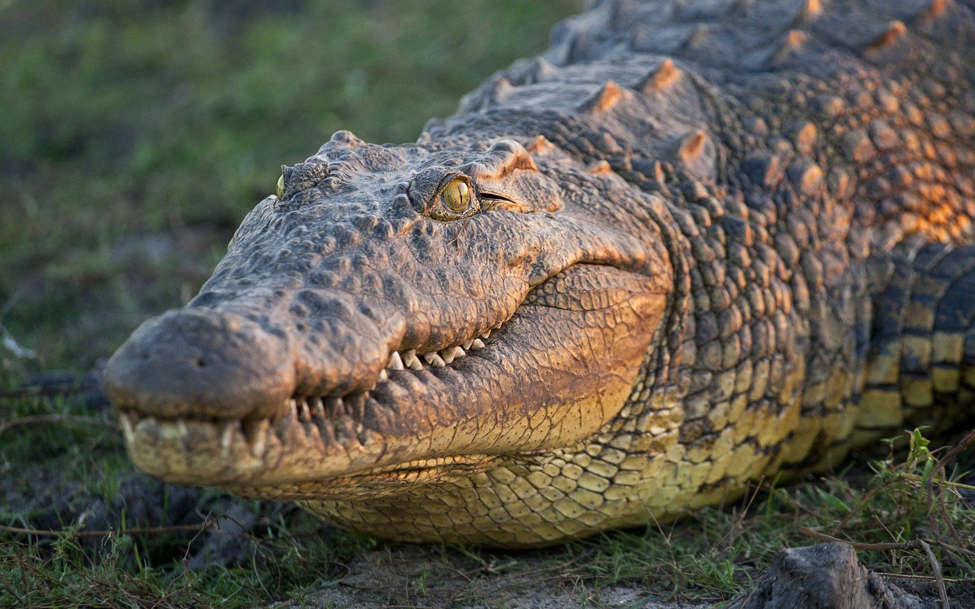 Crocodile wallpaper, Nile crocodile, African wildlife, Natural beauty, 1920x1200 HD Desktop