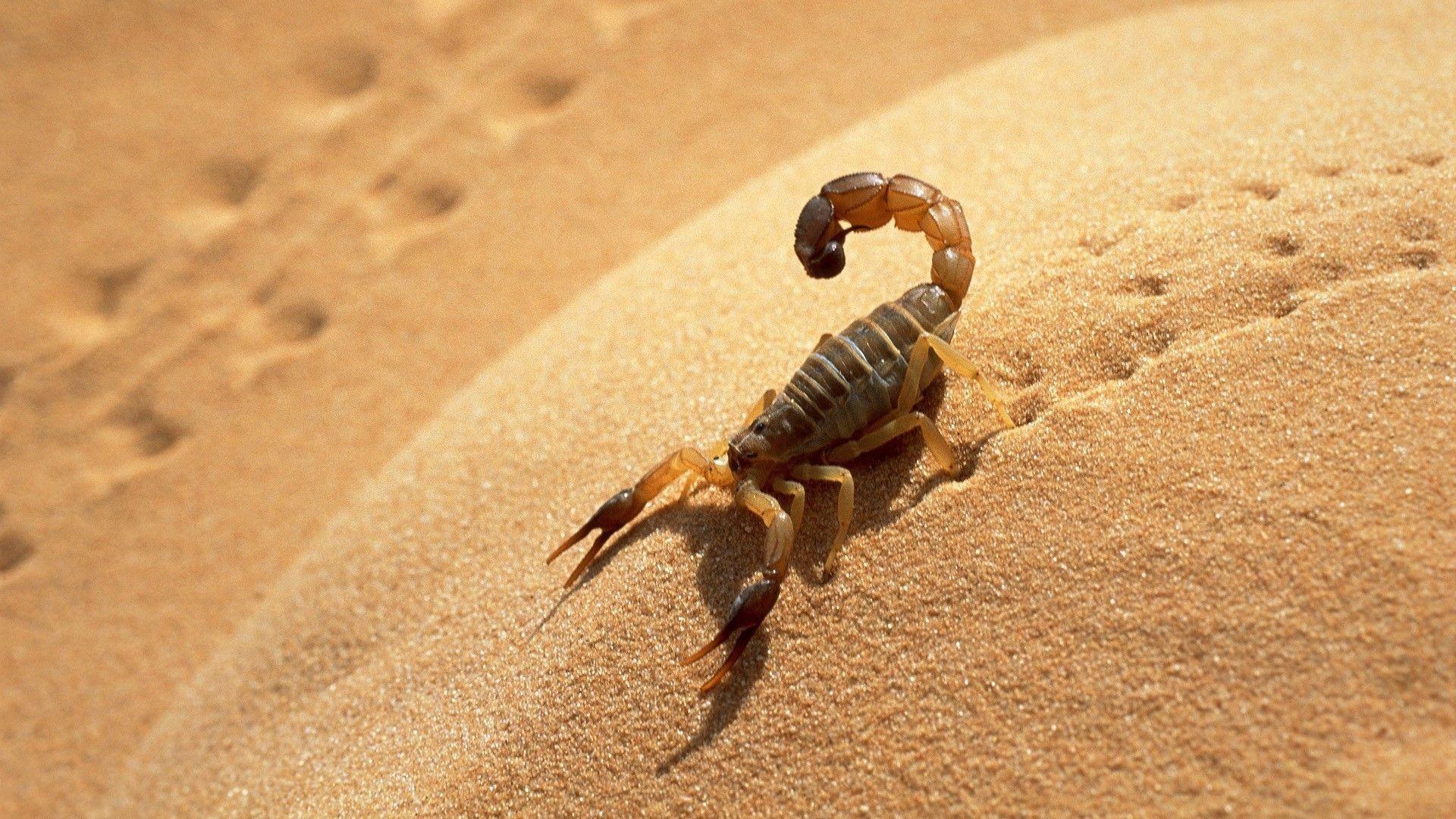 Scorpion arachnids, Exoskeleton marvels, Desert inhabitants, Admirable survival skills, 1920x1080 Full HD Desktop