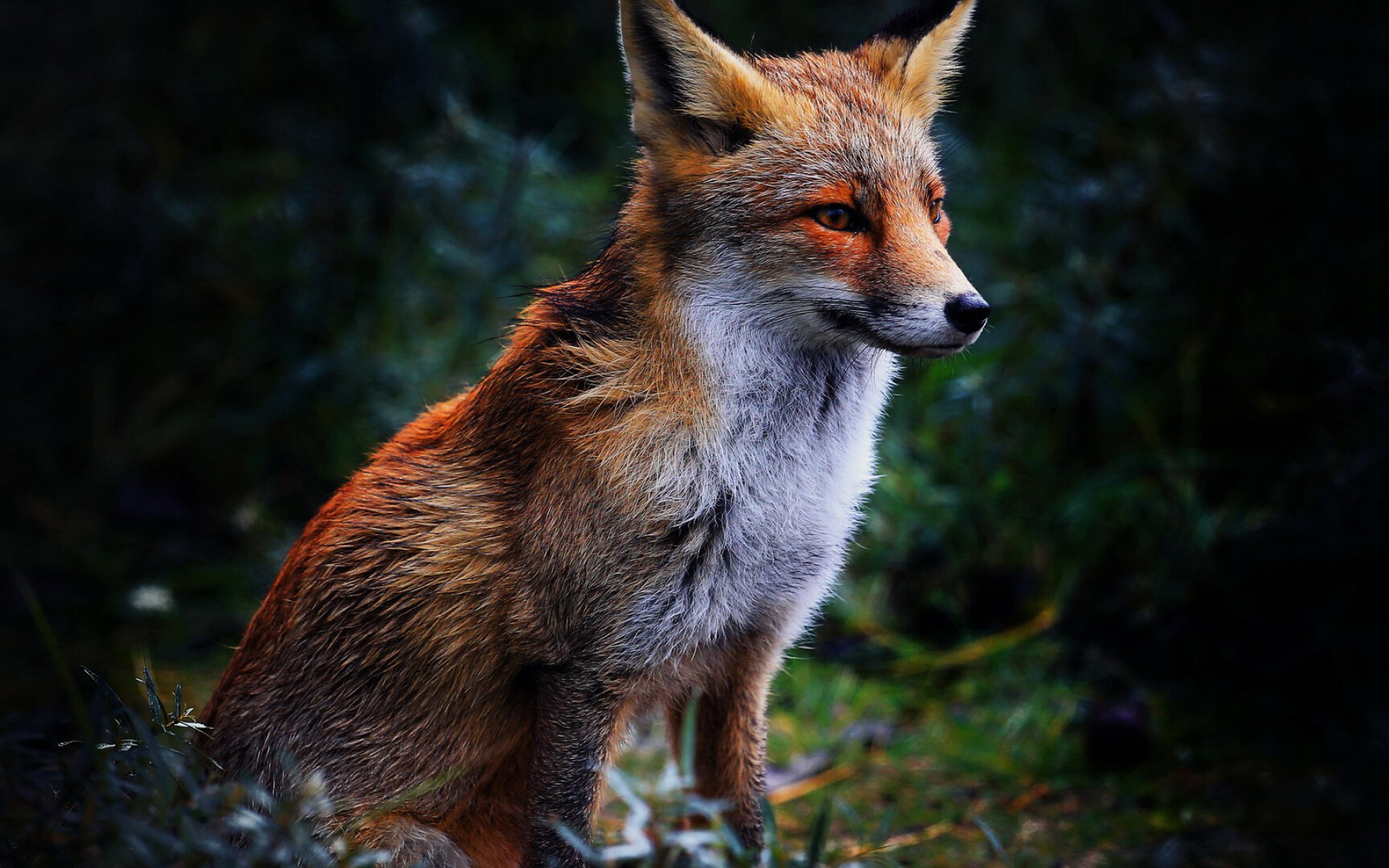 Foxes desktop wallpapers, Screen-worthy beauty, Stunning imagery, Nature's wonders, 1920x1200 HD Desktop