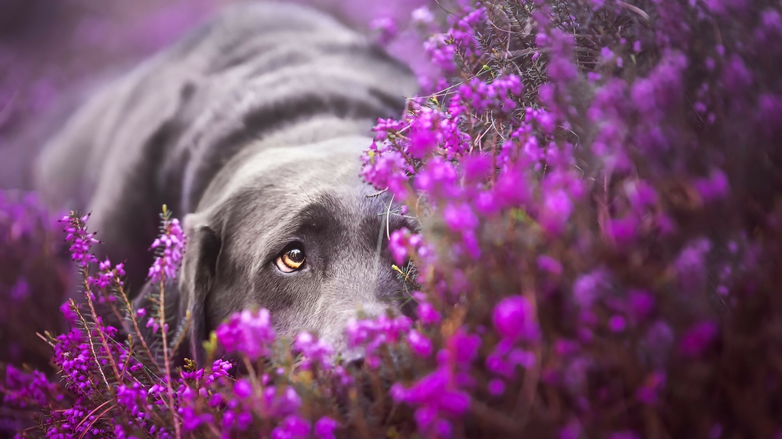 Labrador Retriever, Sad dog, Lying down, Purple flowers, 2560x1440 HD Desktop